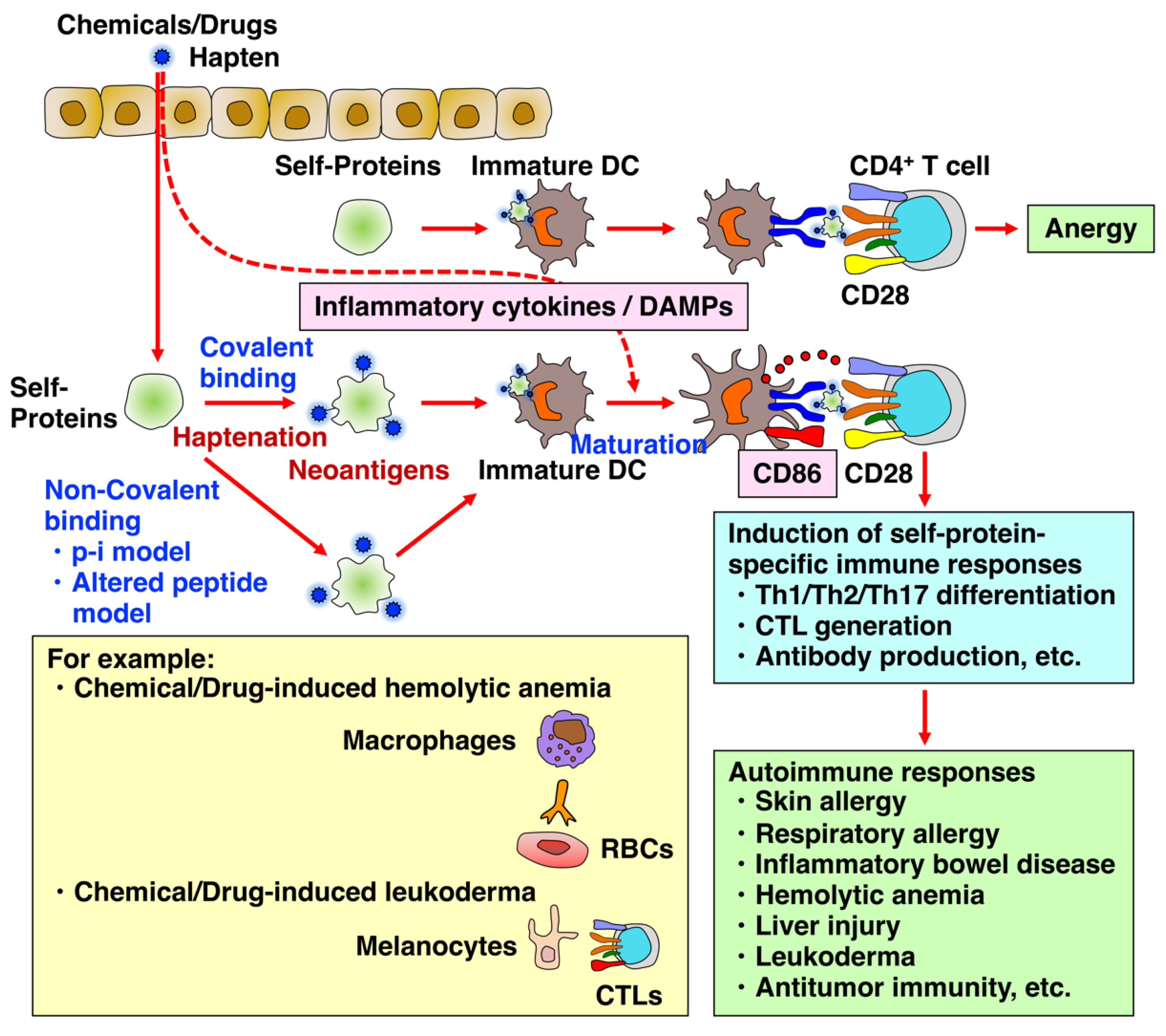 Biology Free Full-Text Chemical- and Drug-Induced Allergic, Inflammatory, and Autoimmune Diseases Via Haptenation
