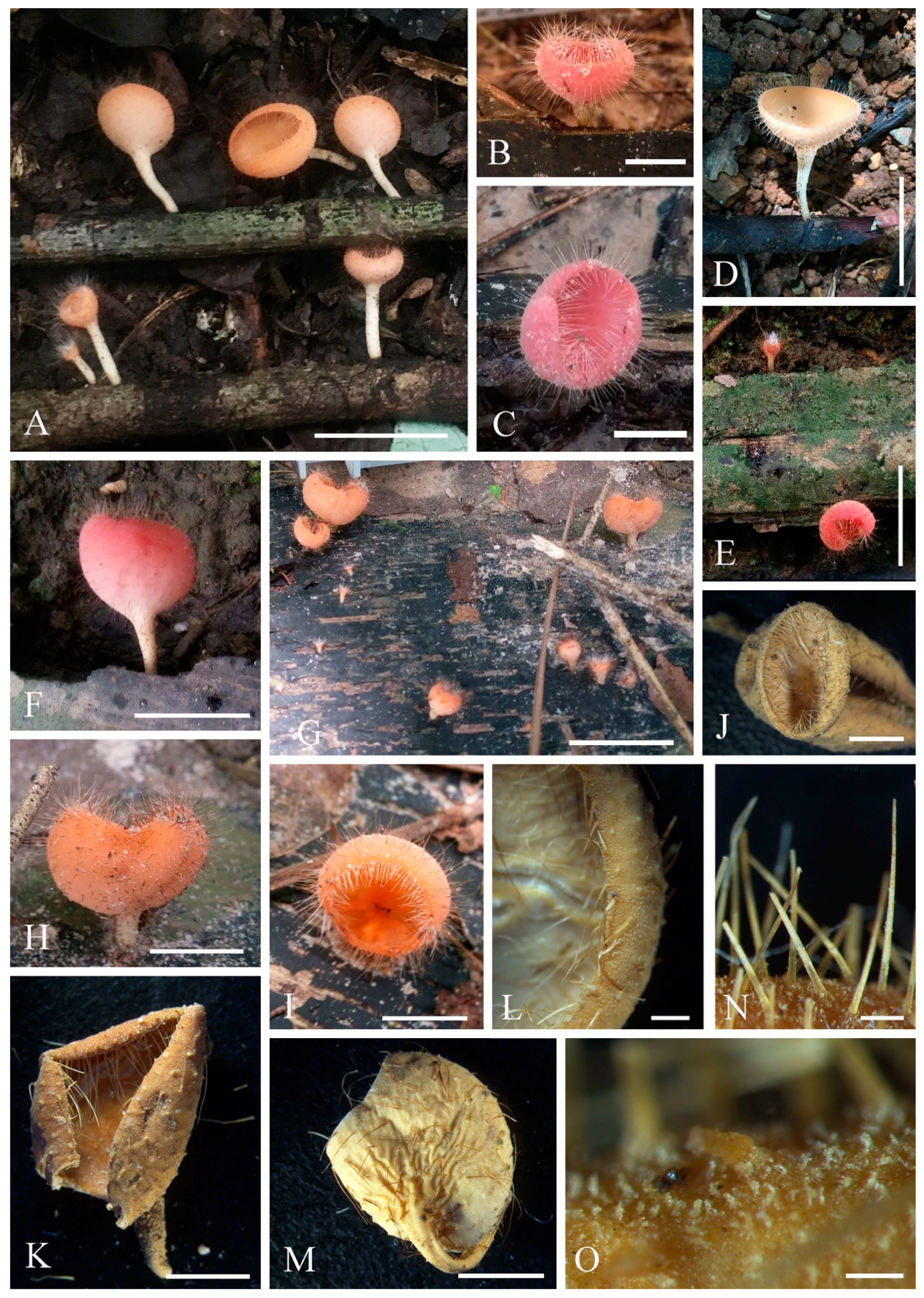 Biology 12 00130 g011