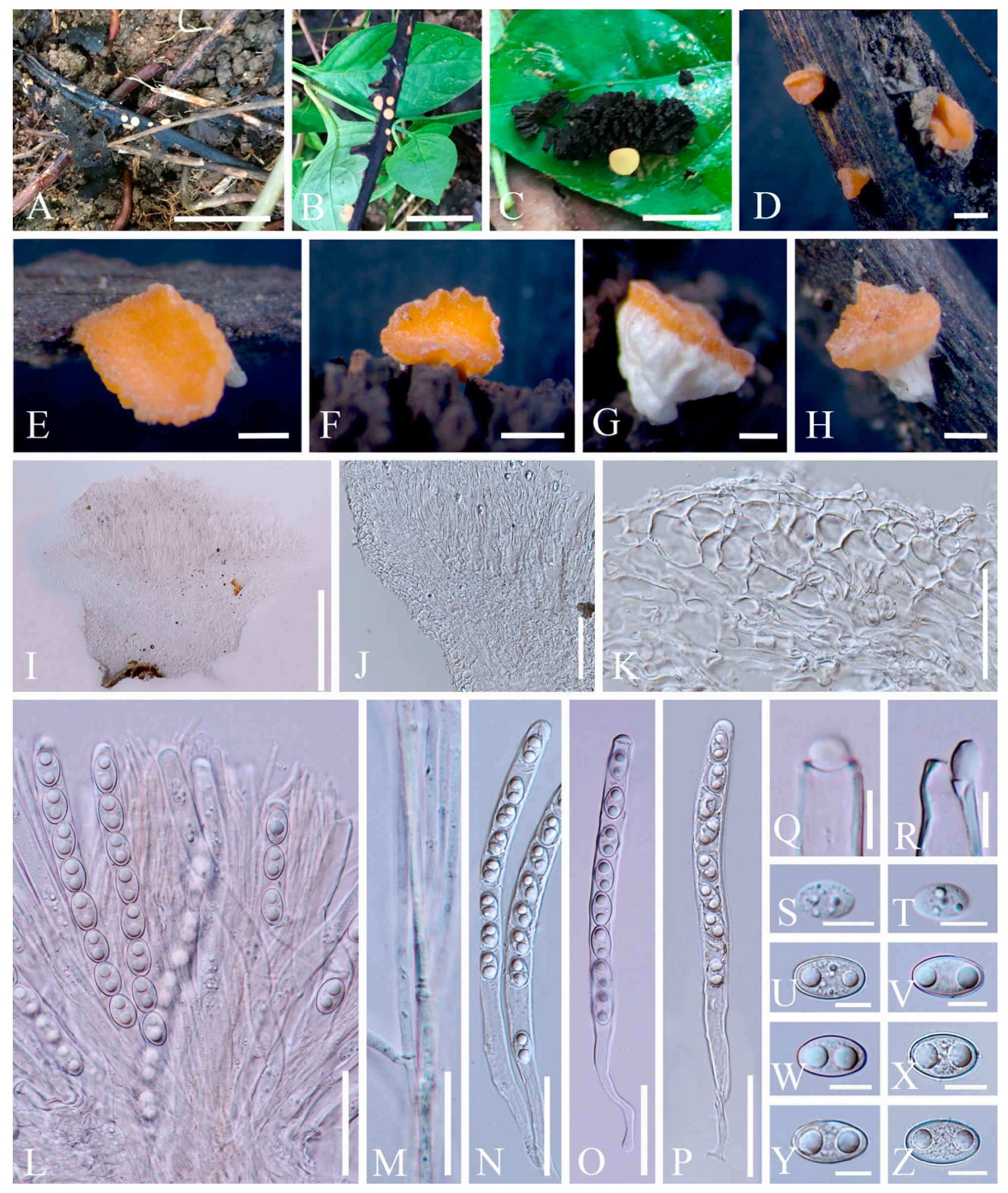 Biology 12 00130 g013