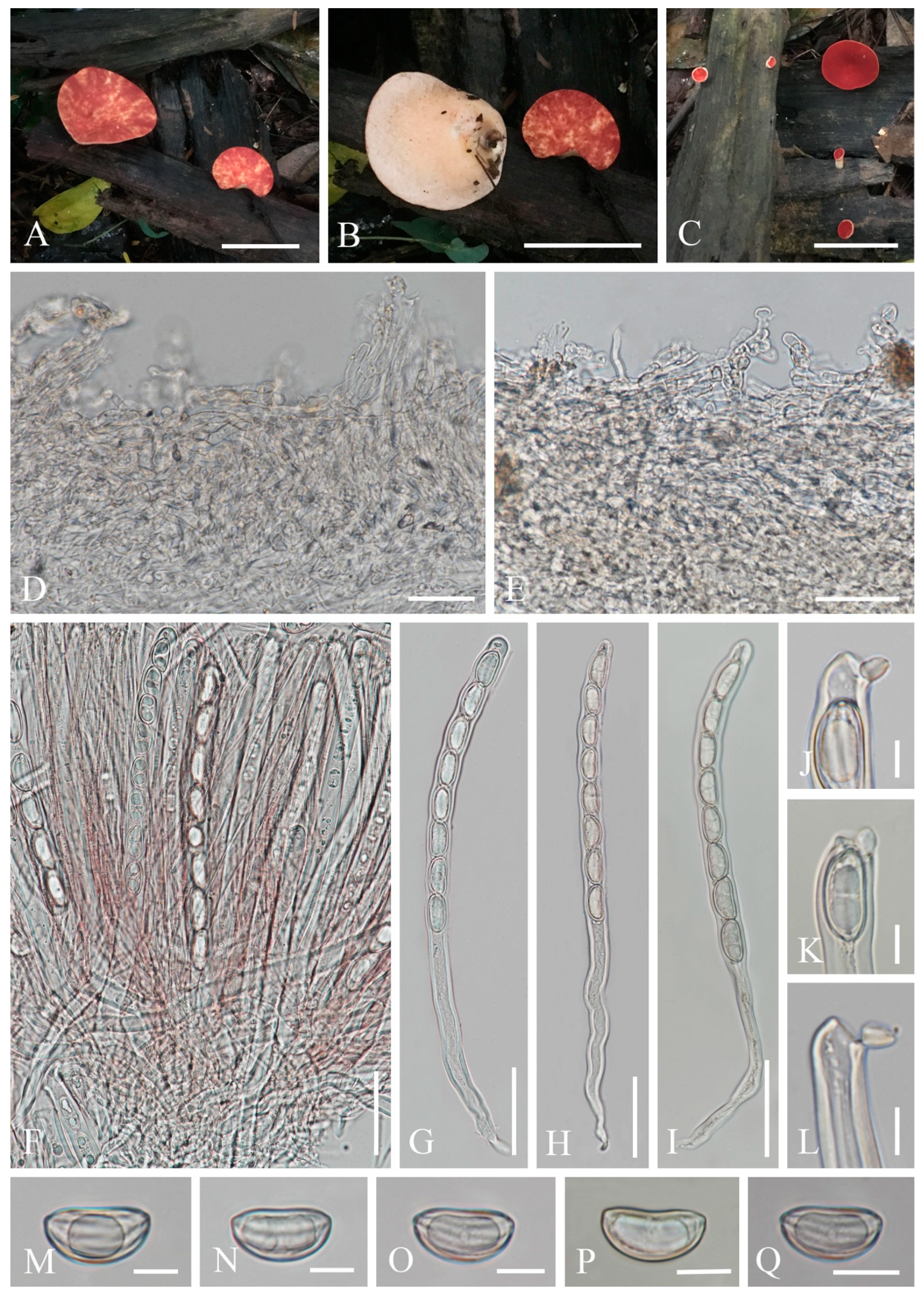 Biology 12 00130 g014