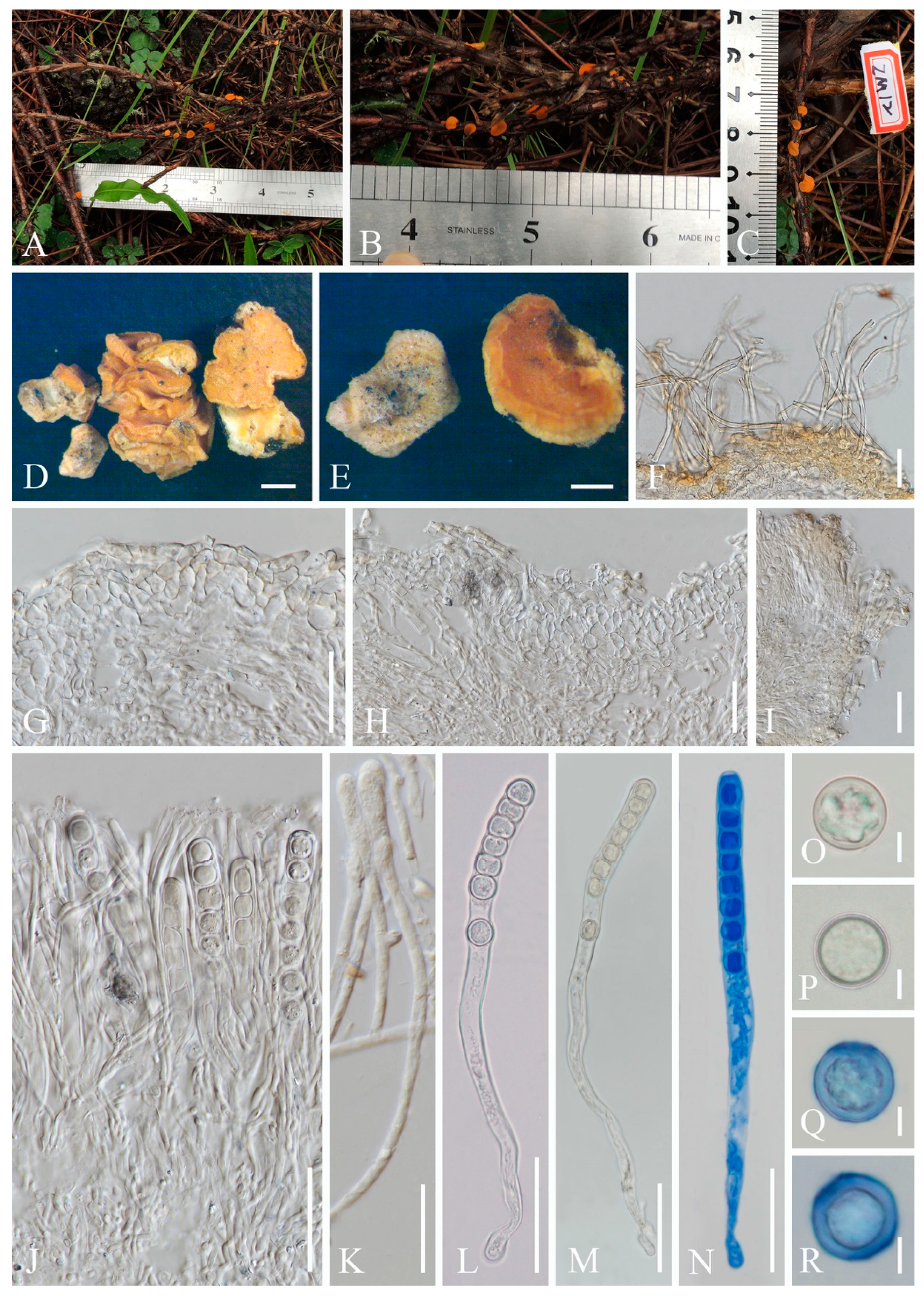 Biology 12 00130 g018