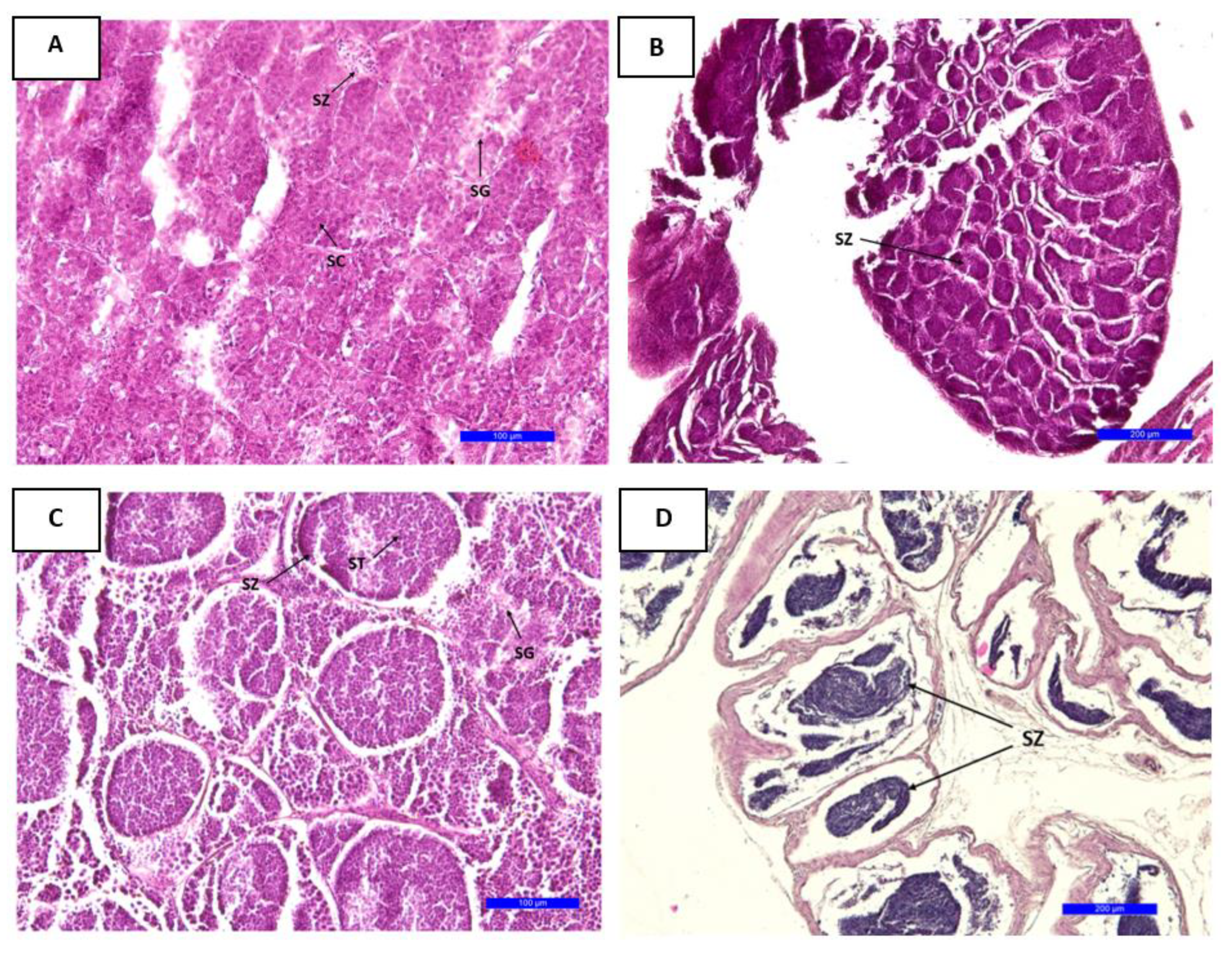 Biology 12 00131 g007