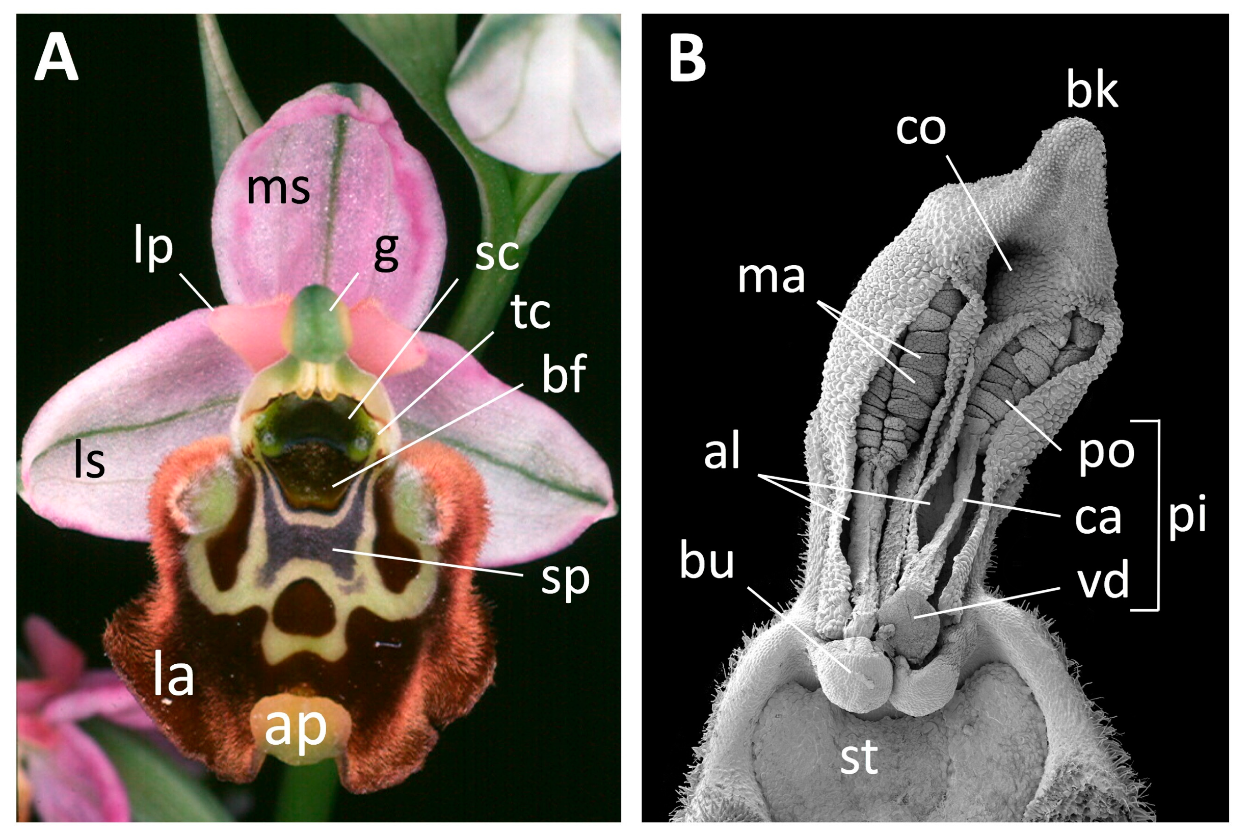 Biology 12 00136 g002 Biology 12 00136 g002