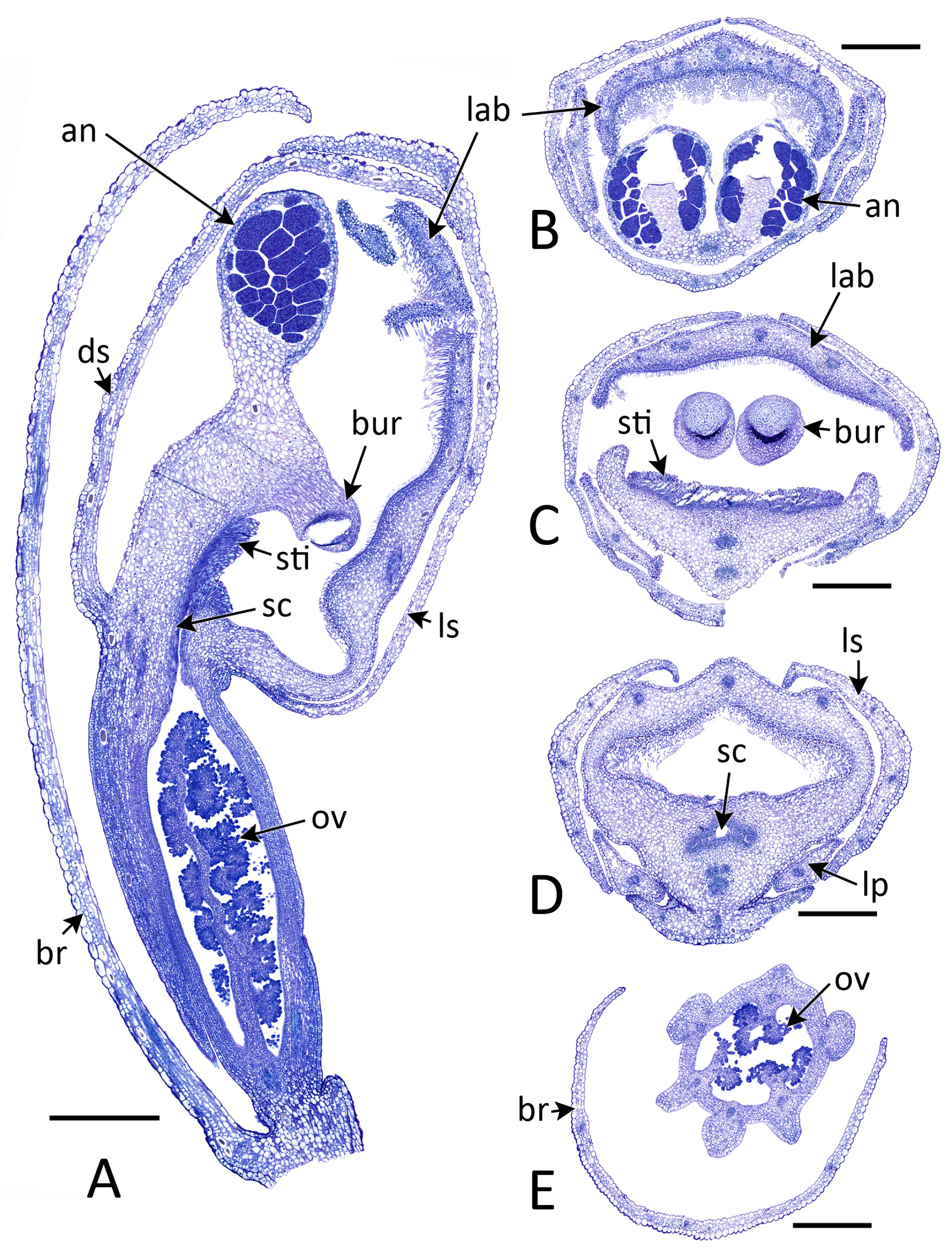 Biology 12 00136 g003 Biology 12 00136 g003