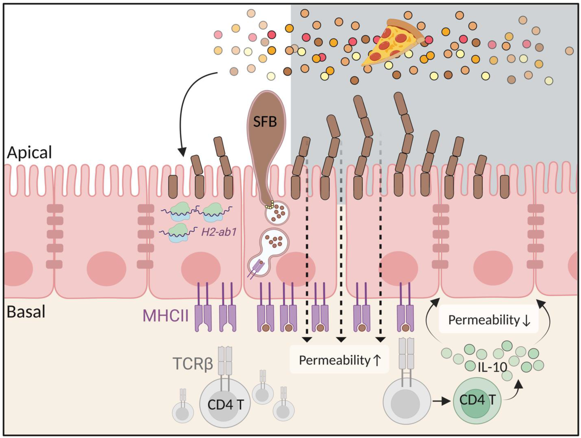 Biology 12 00142 g004 Biology 12 00142 g004