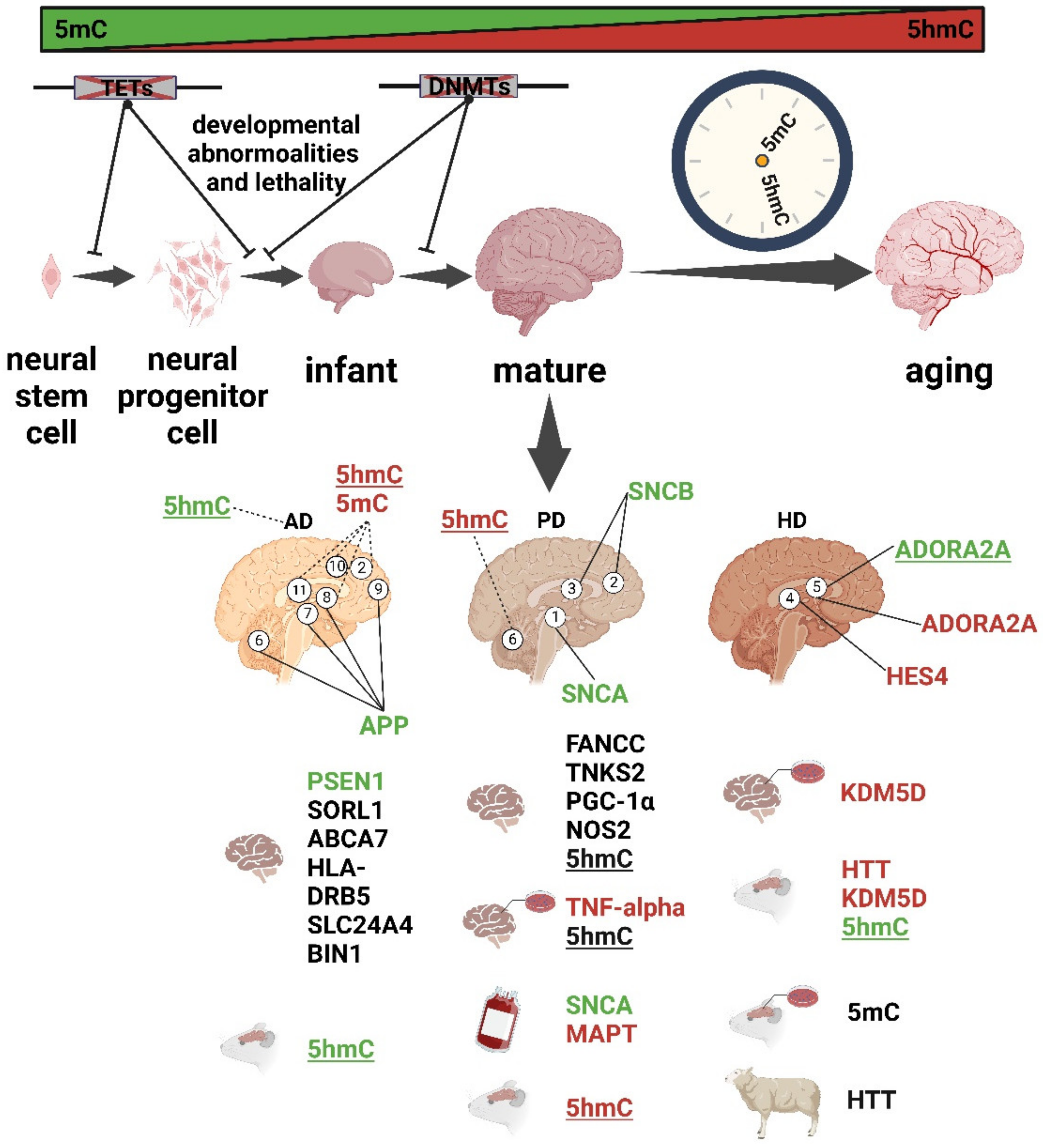 Biology 12 00152 g002 Biology 12 00152 g002