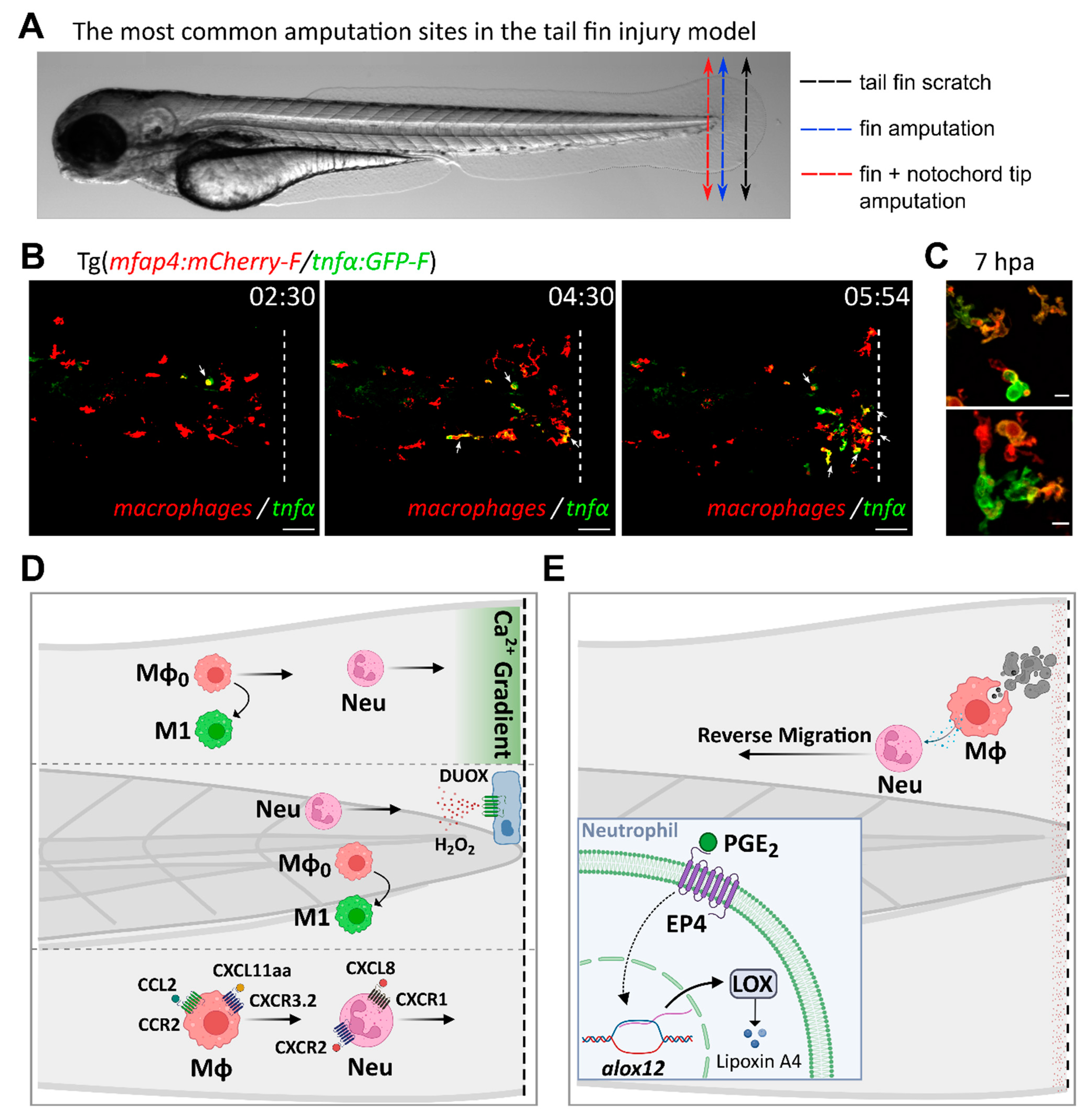 Biology Free Full-Text Molecular Actors of Inflammation and Their Signaling Pathways Mechanistic Insights from Zebrafish picture