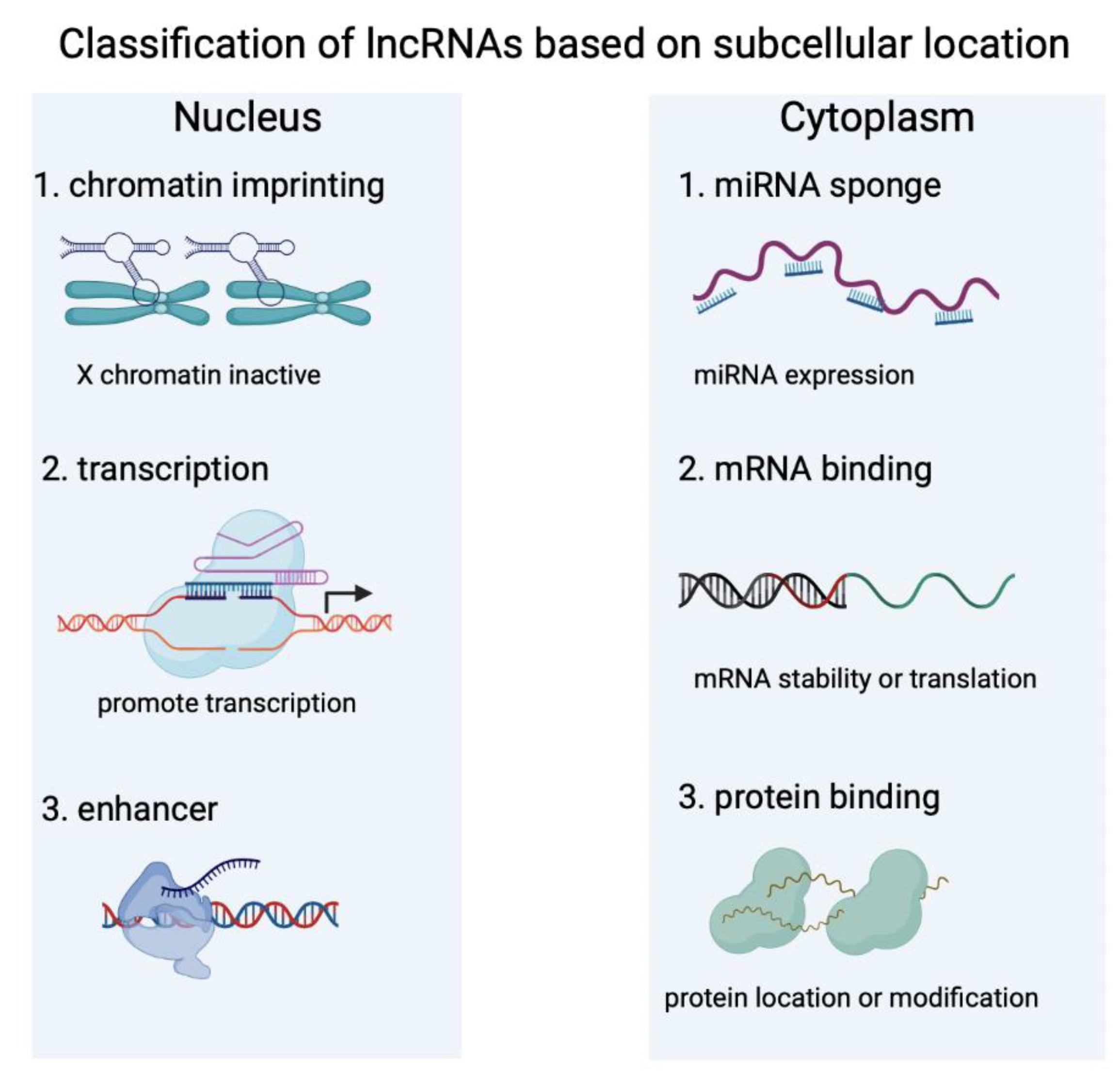 Biology 12 00154 g001 Biology 12 00154 g001