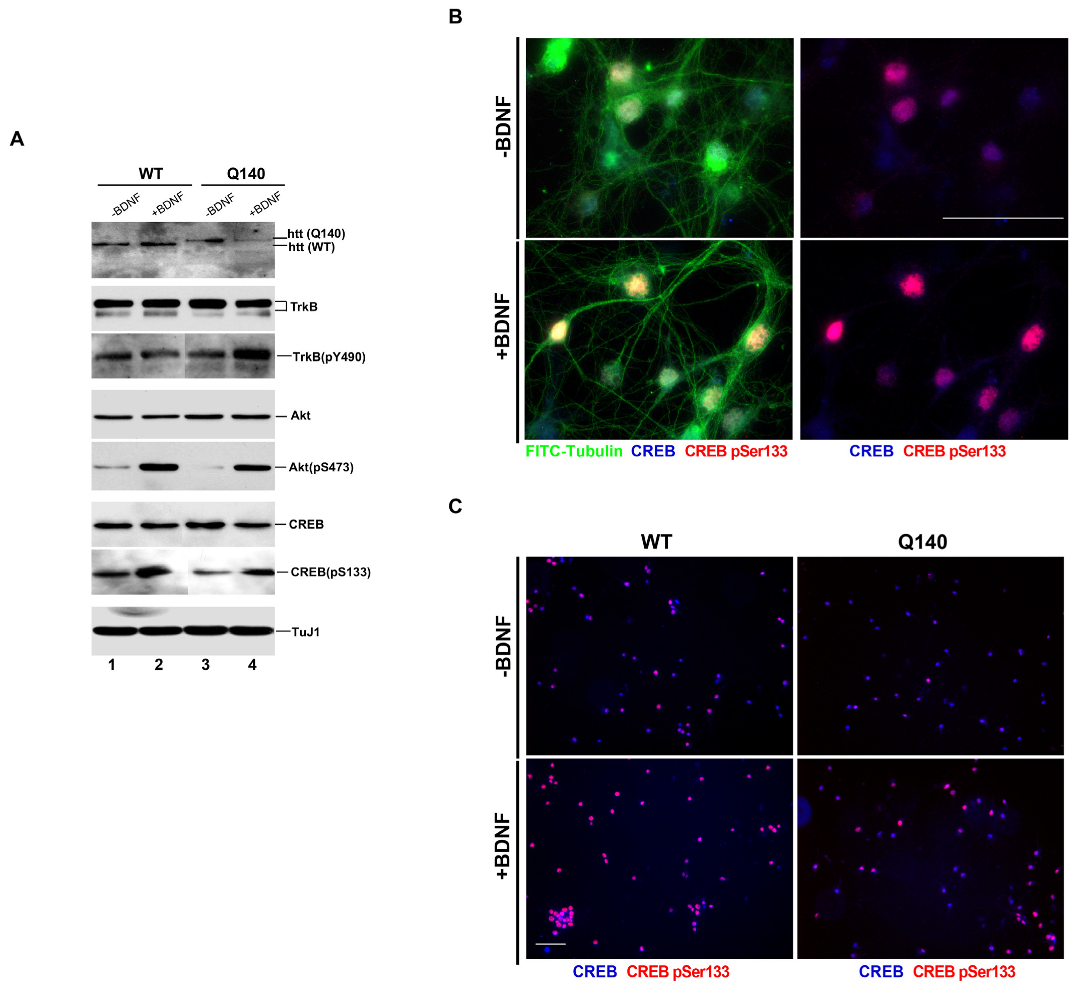 Biology 12 00157 g001