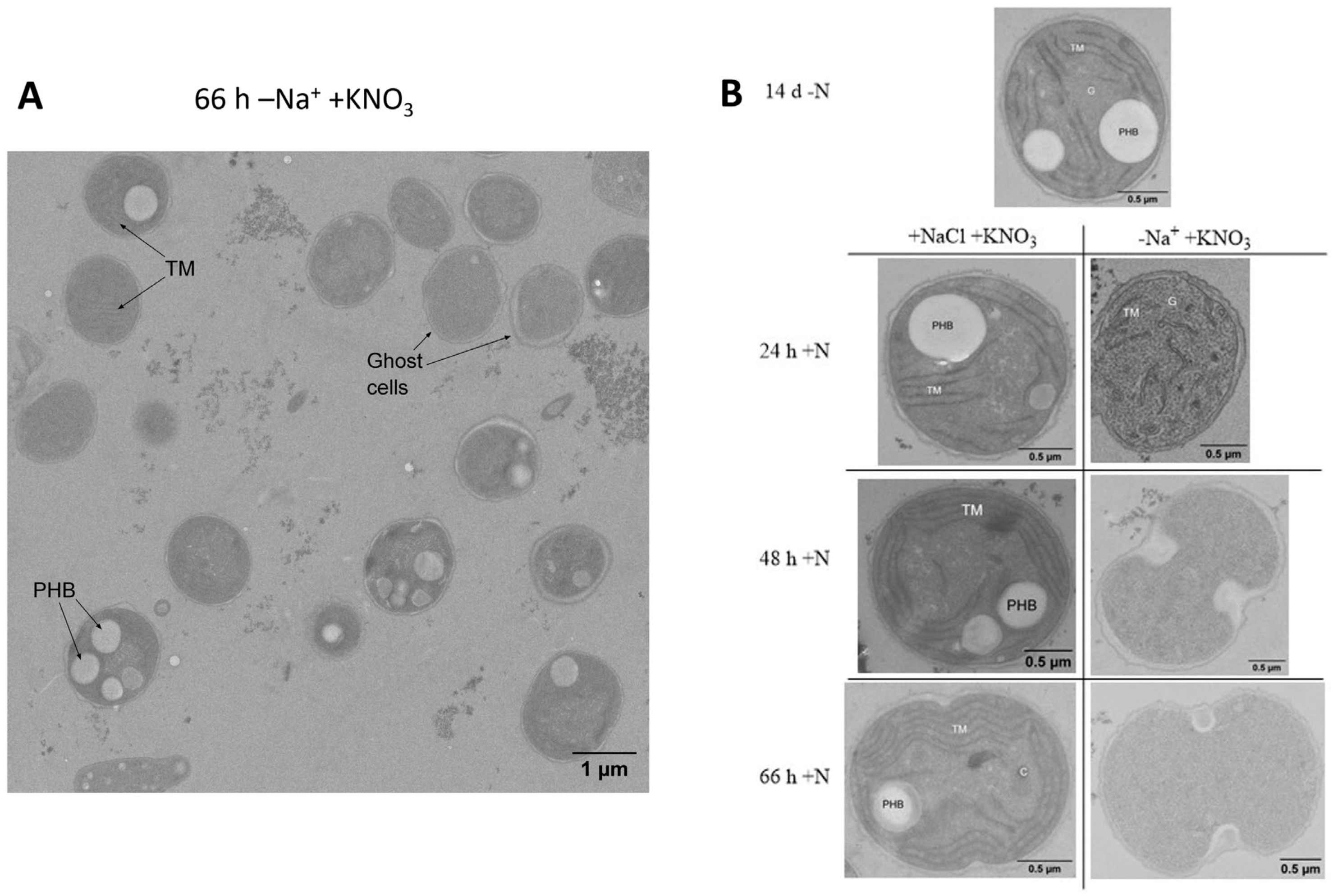 Biology 12 00159 g005 Biology 12 00159 g005
