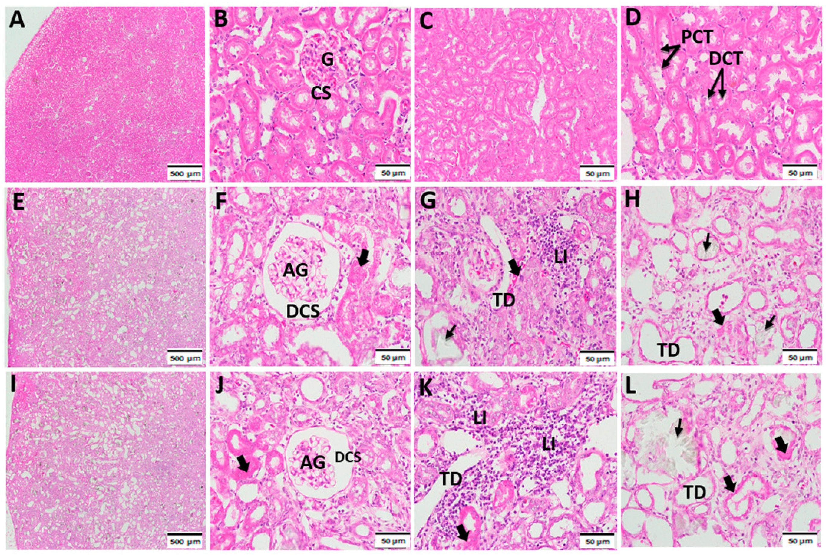 Biology 12 00162 g001 Biology 12 00162 g001