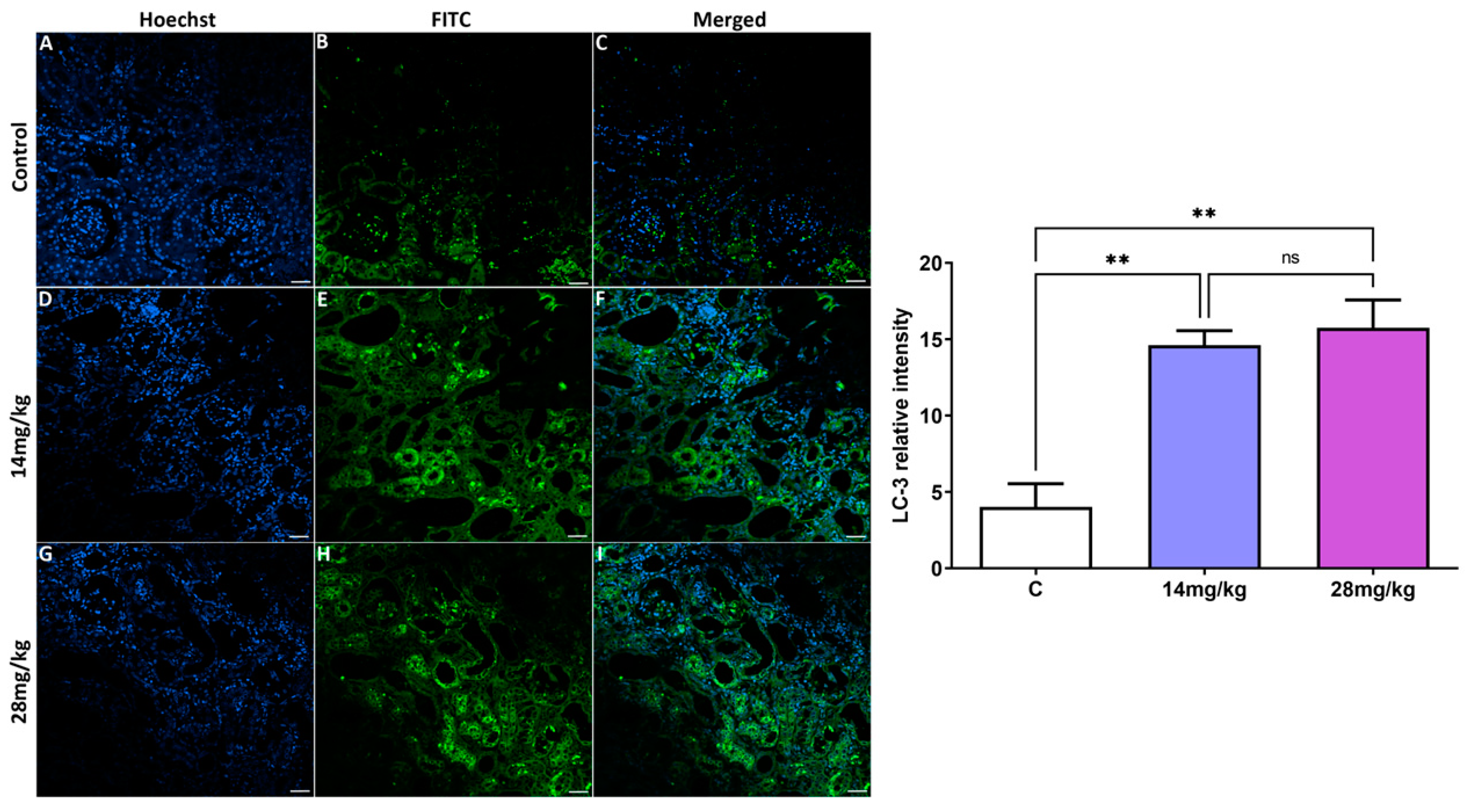 Biology 12 00162 g003 Biology 12 00162 g003