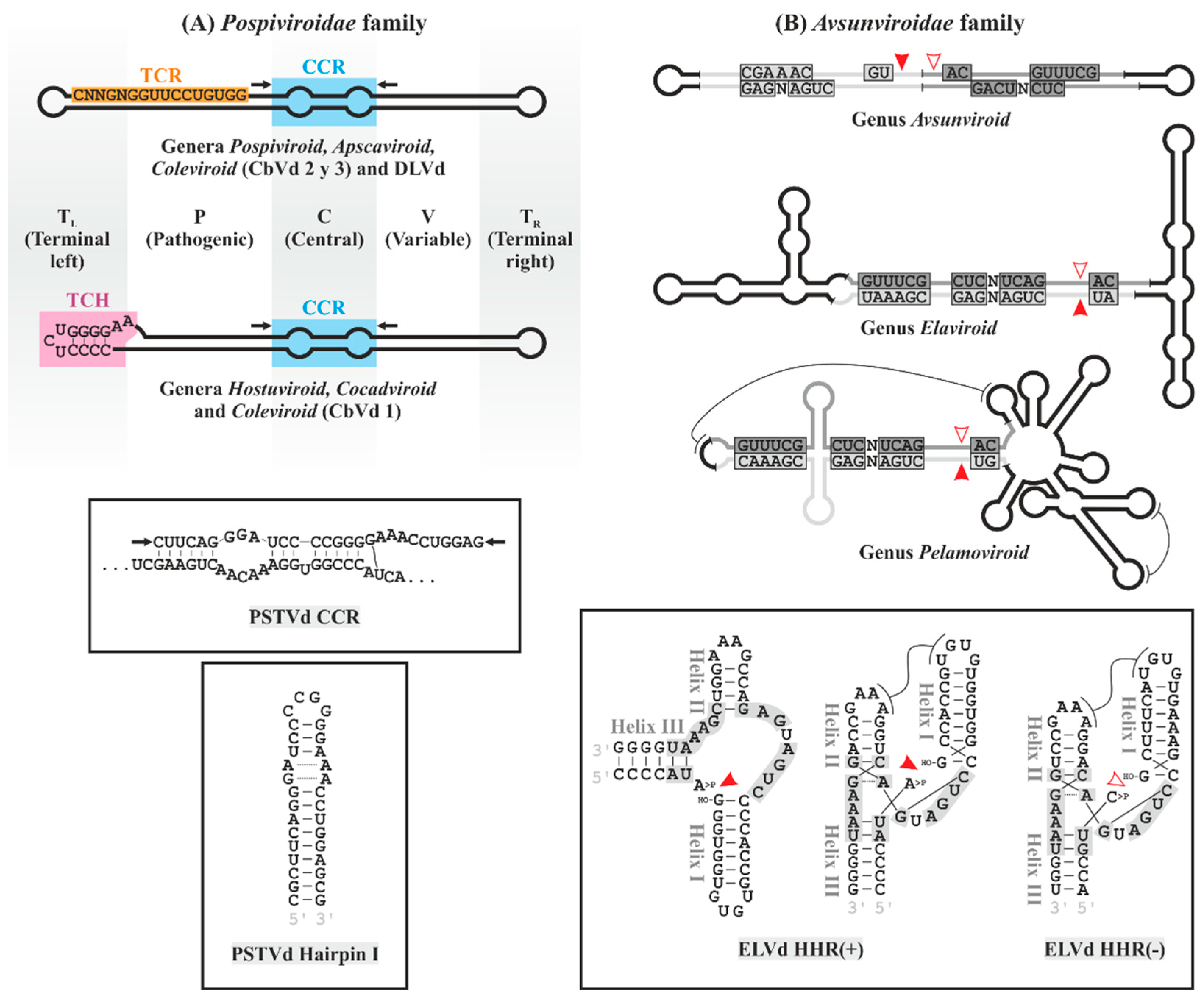 レイ Viroids: Non-Coding Circular RNAs Able to Autonomously
