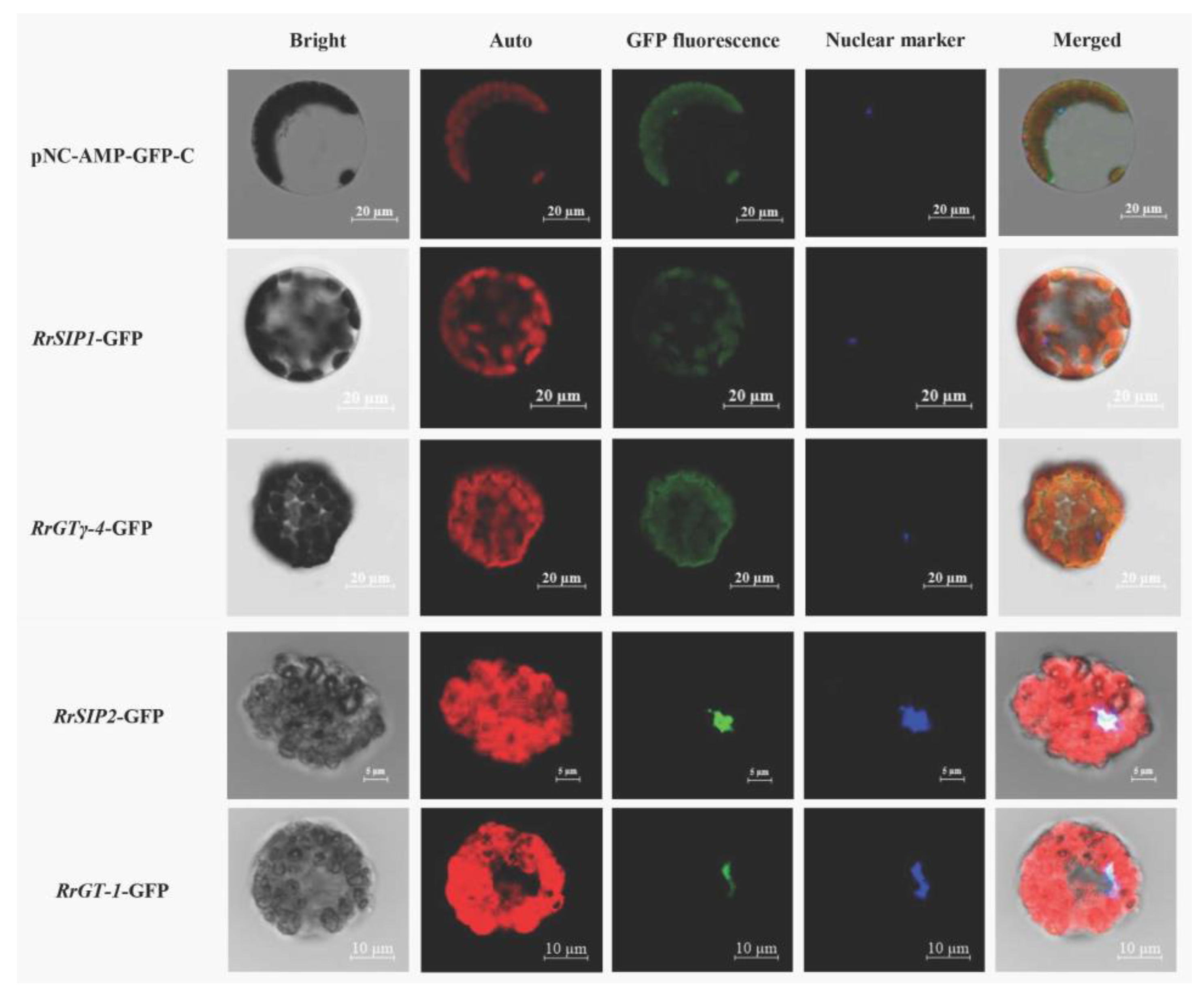 Biology 12 00176 g006 Biology 12 00176 g006