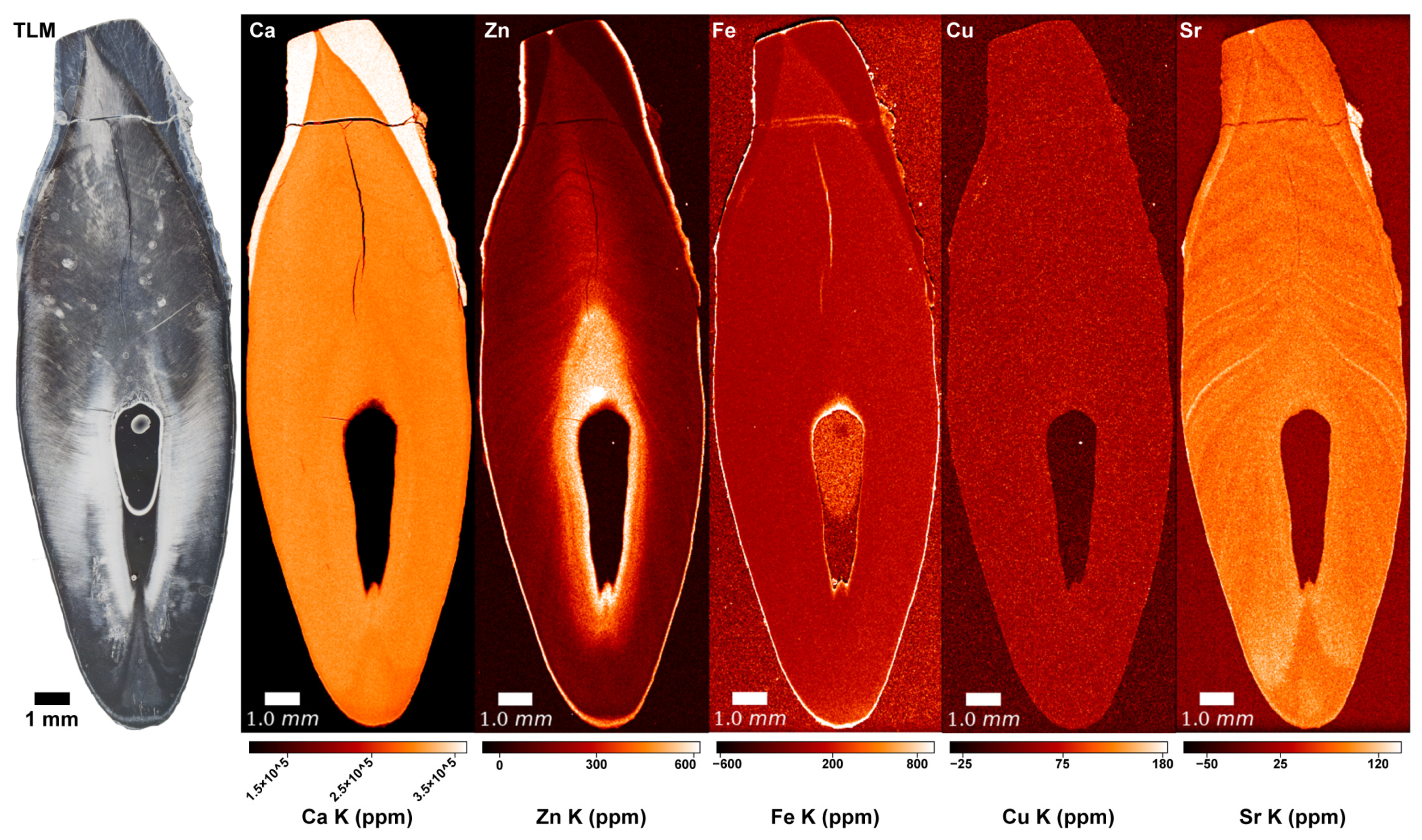 Biology 12 00184 g002 Biology 12 00184 g002