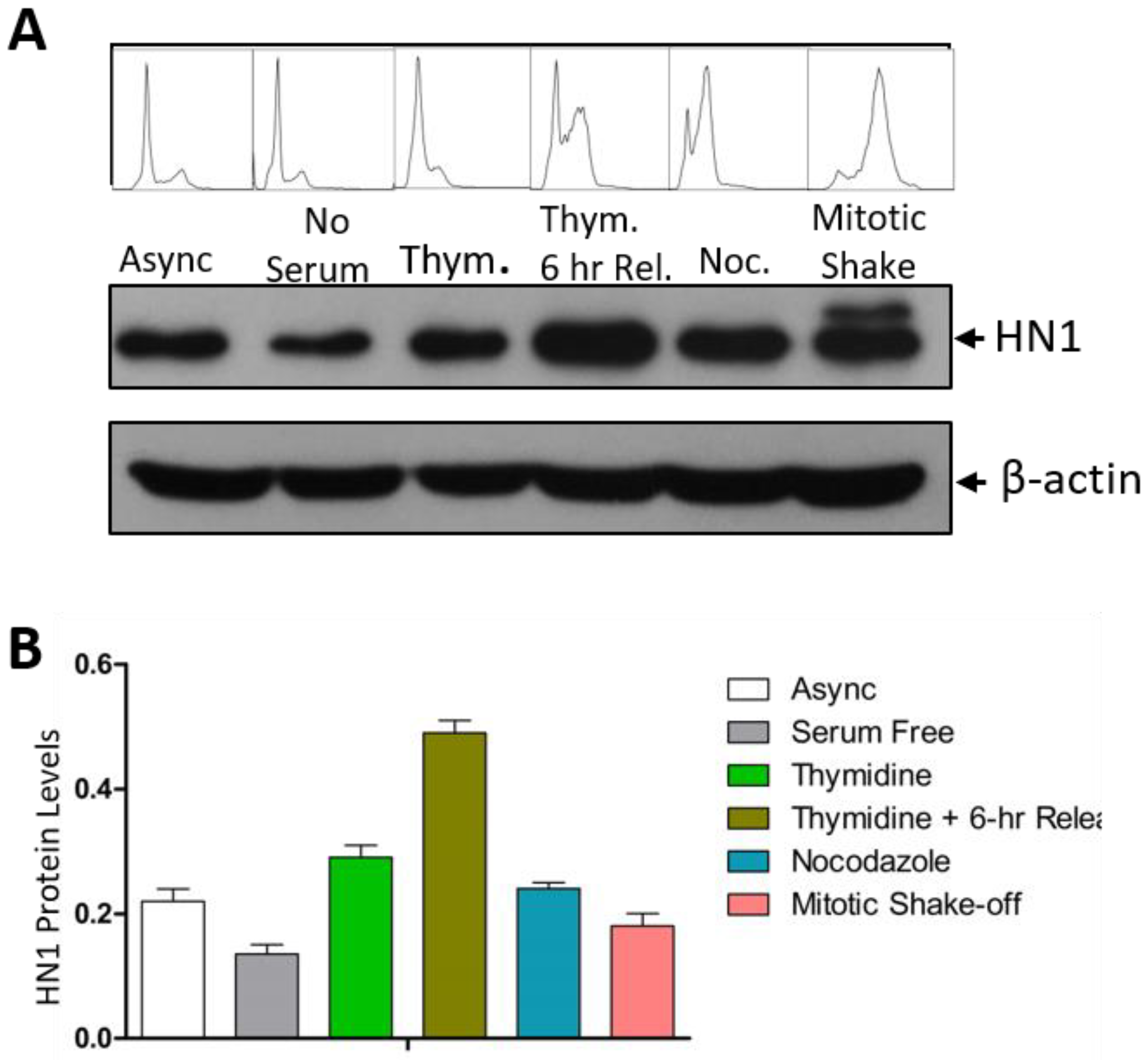 HN1 overexpression after Nocodazole Block (post-G2) using transient