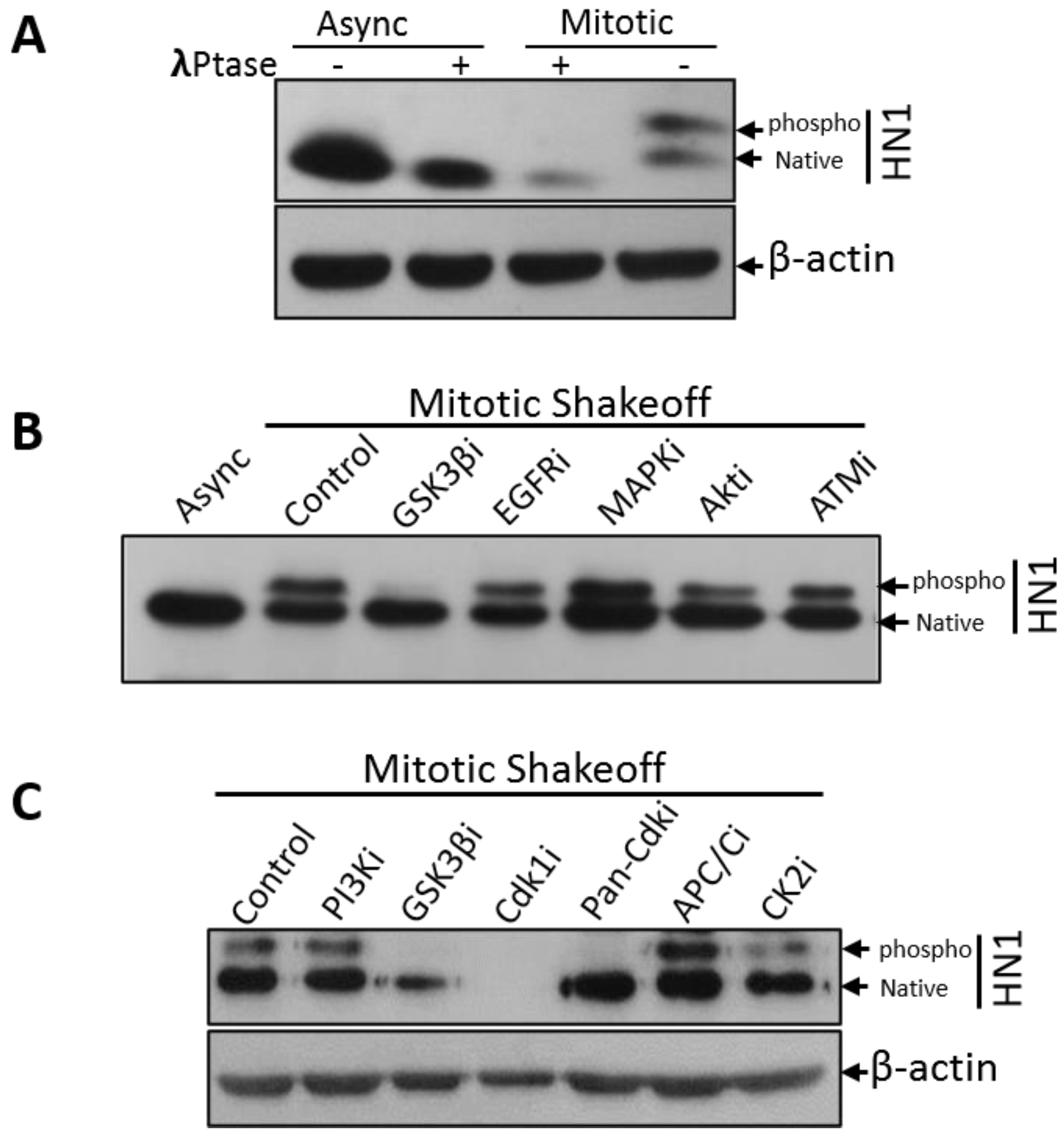 Biology 12 00189 g002 Biology 12 00189 g002