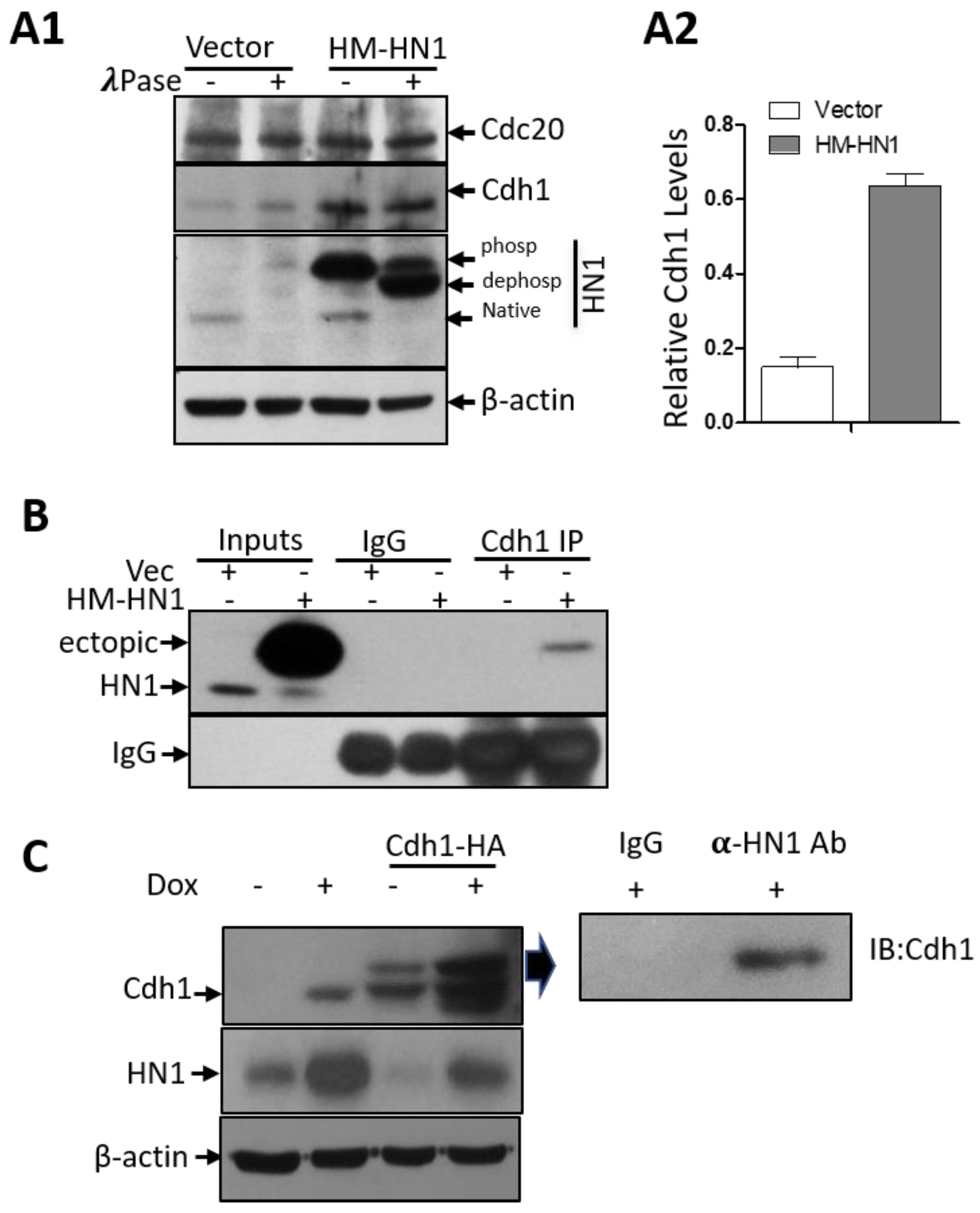 Biology 12 00189 g006 Biology 12 00189 g006