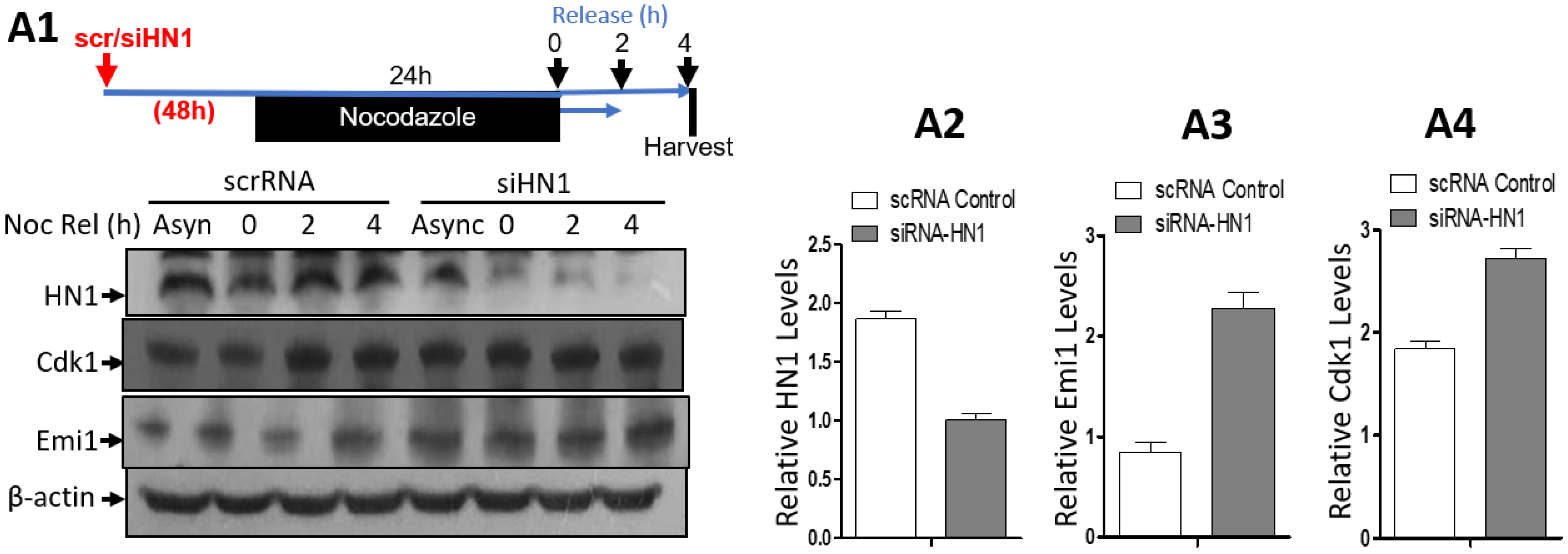 Biology 12 00189 g007 Biology 12 00189 g007