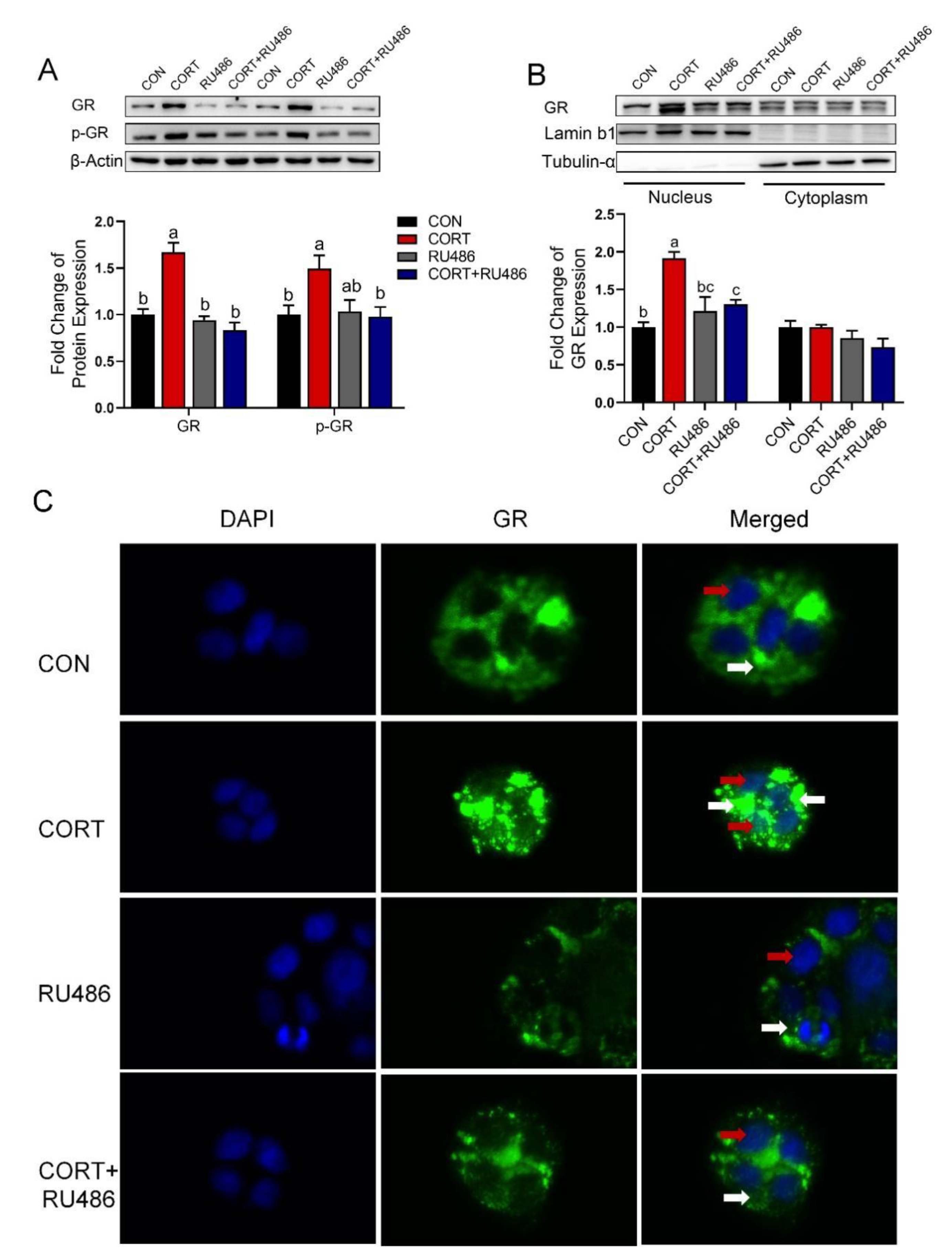 Biology 12 00197 g005 Biology 12 00197 g005