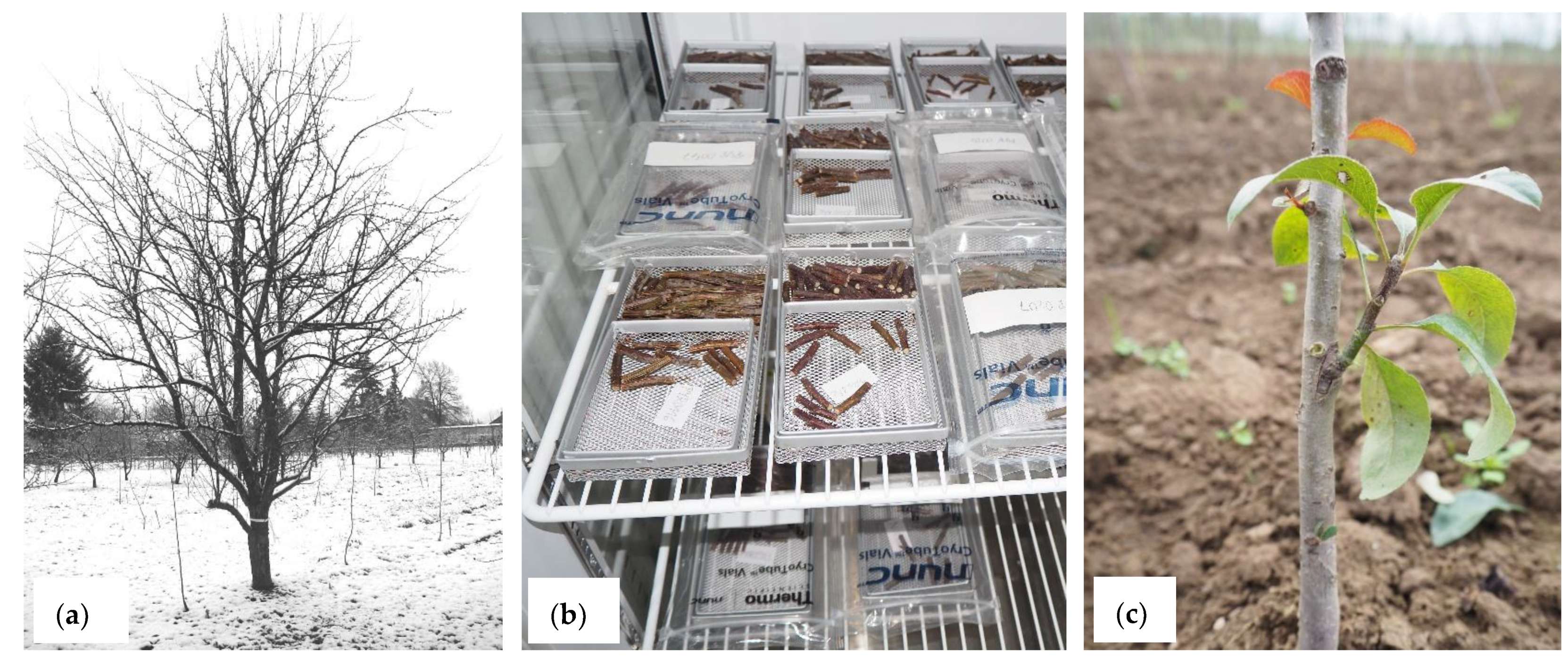 Biology 12 00200 g001 Biology 12 00200 g001