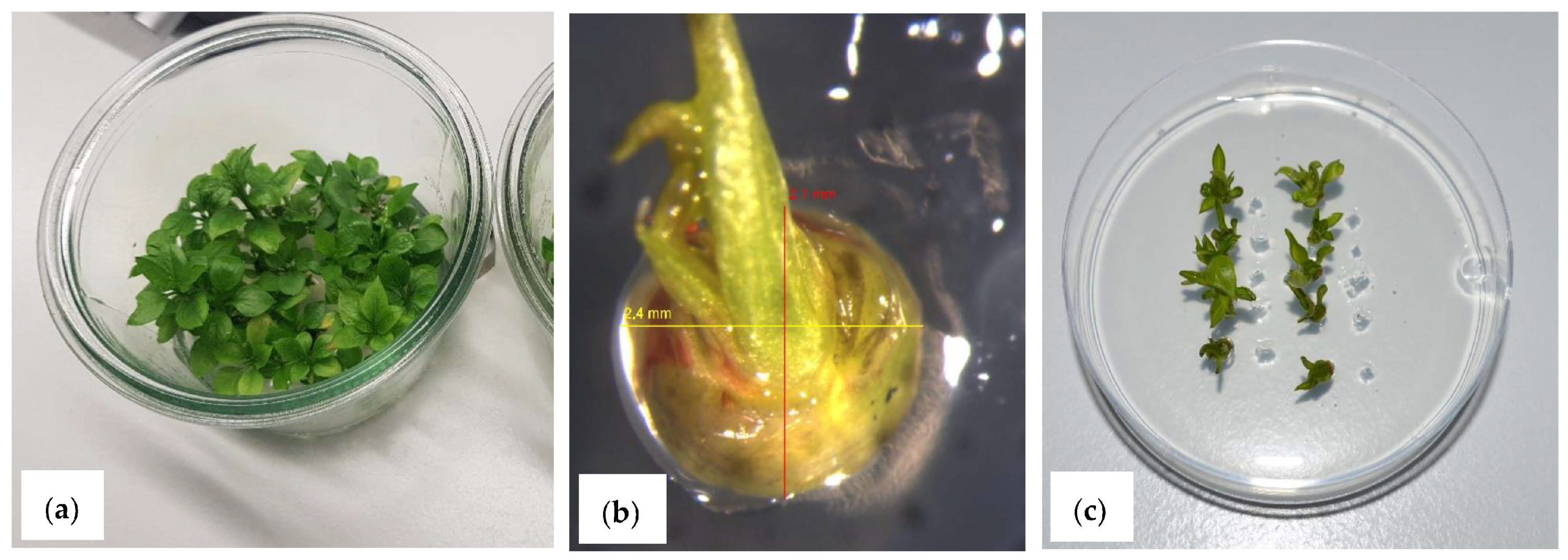 Biology 12 00200 g002 Biology 12 00200 g002