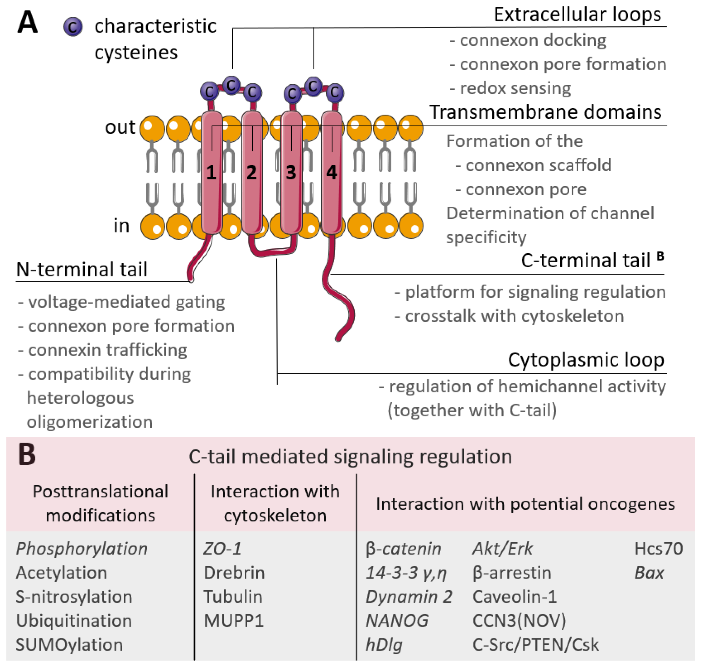 Biology 12 00204 g001 Biology 12 00204 g001