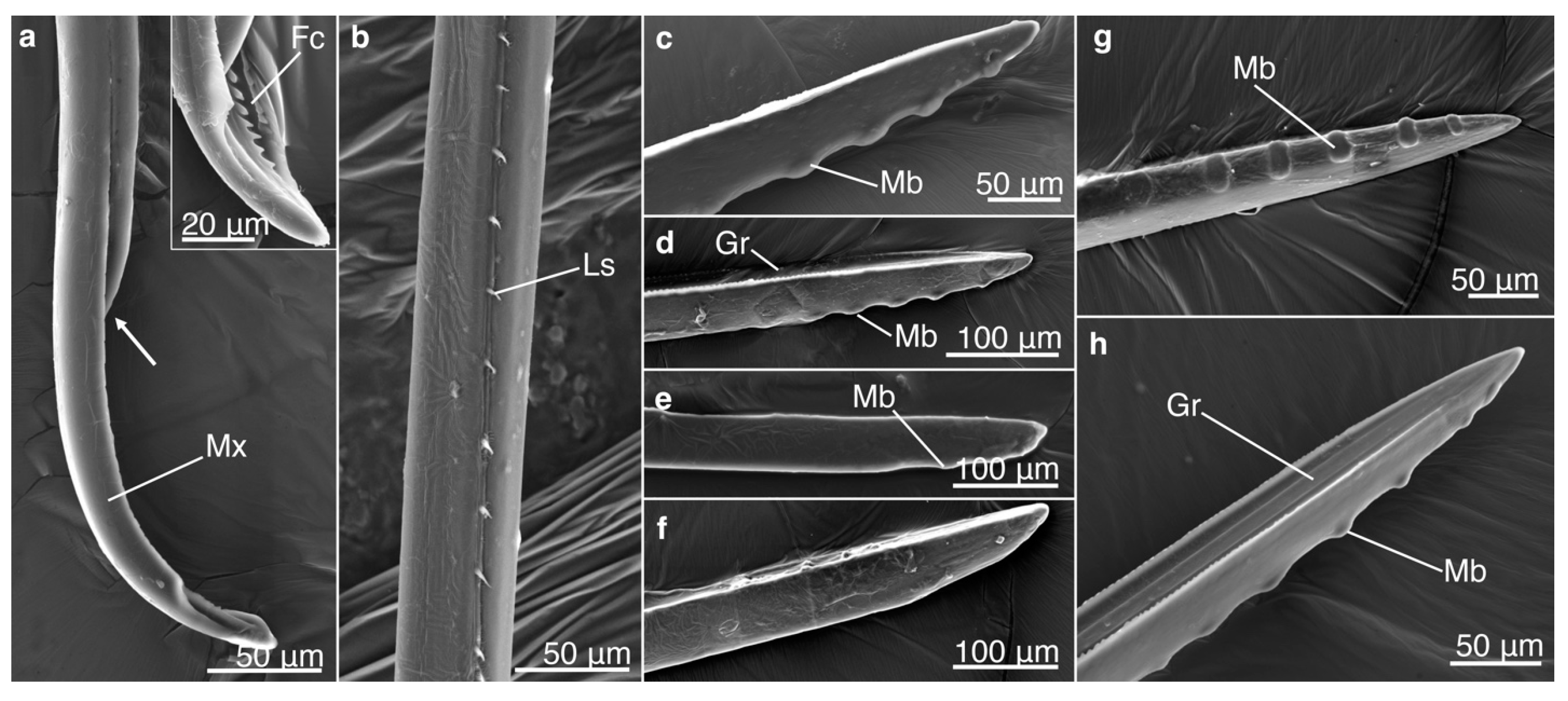 Biology 12 00207 g002 Biology 12 00207 g002