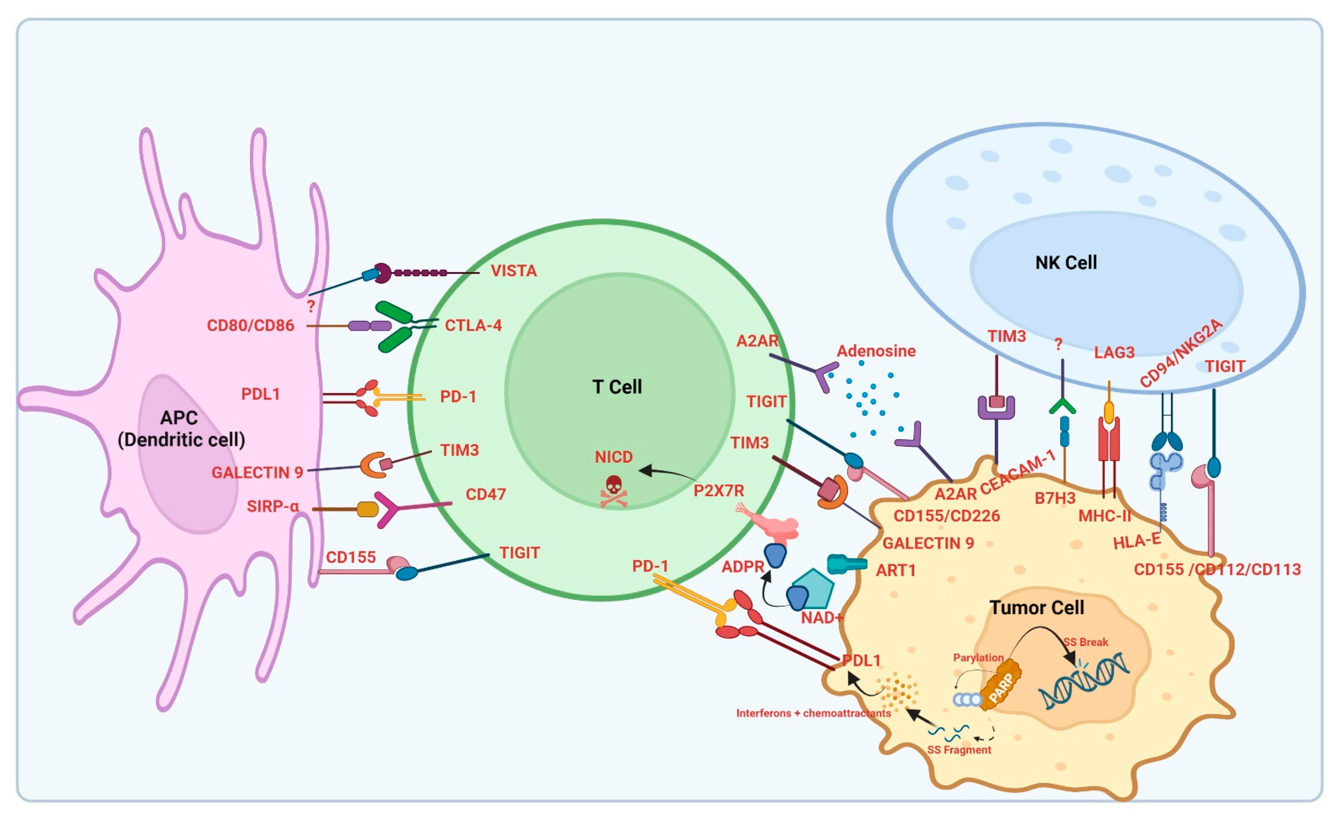 Biology | Free Full-Text | Targets of Immune Escape Mechanisms in