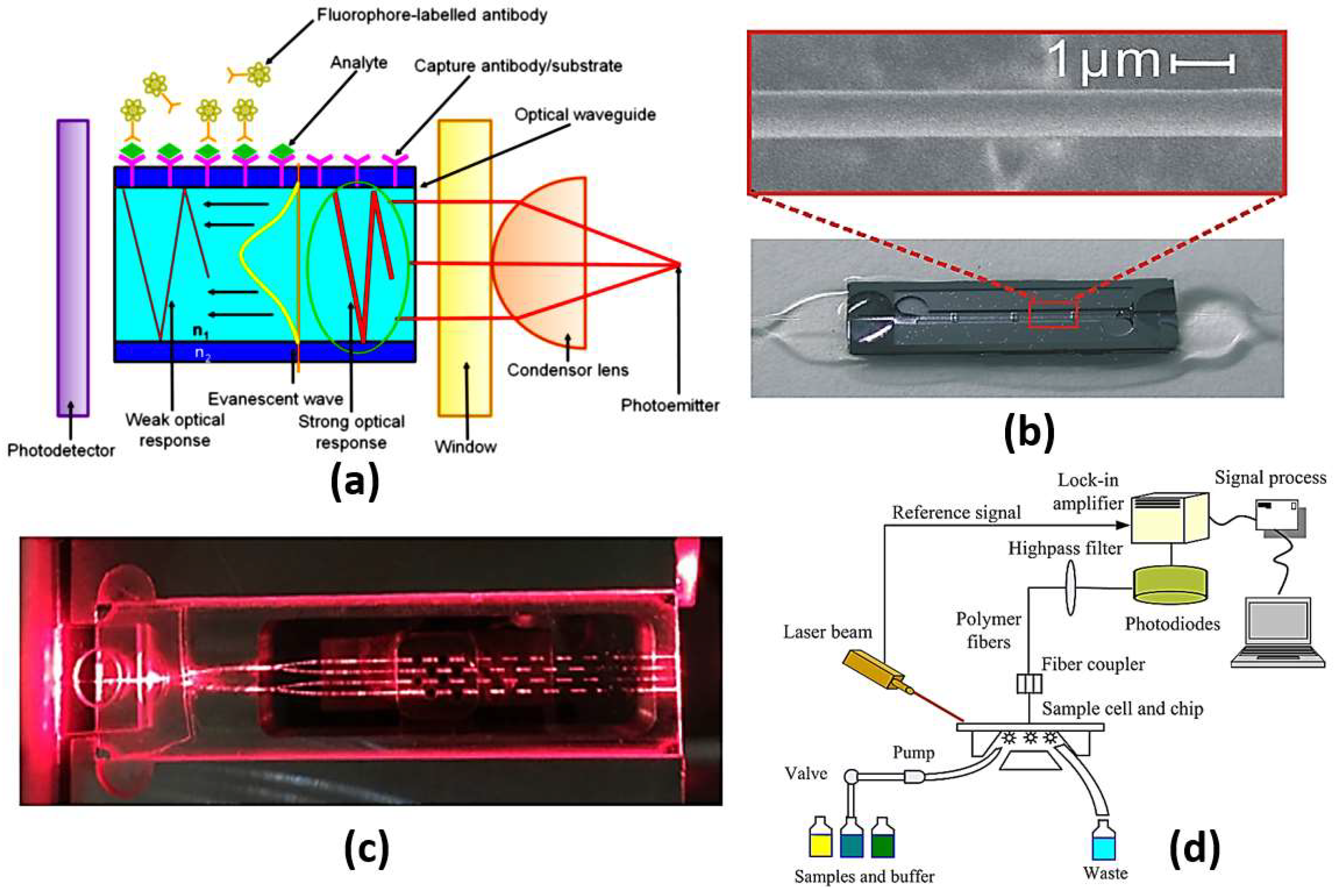 Biology 12 00232 g007 Biology 12 00232 g007