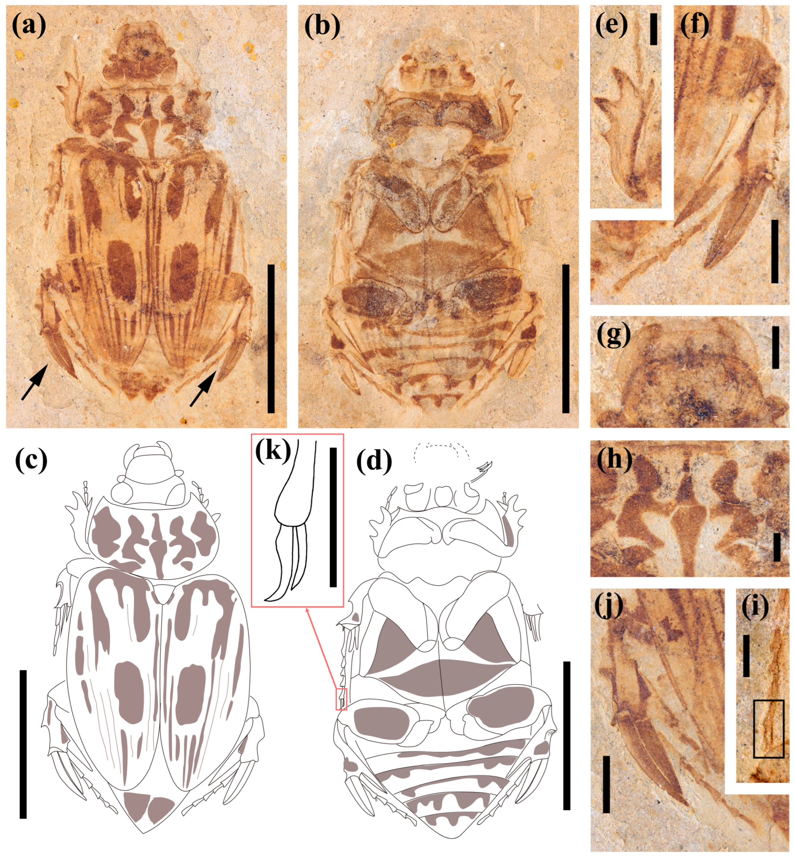 Biology 12 00237 g001
