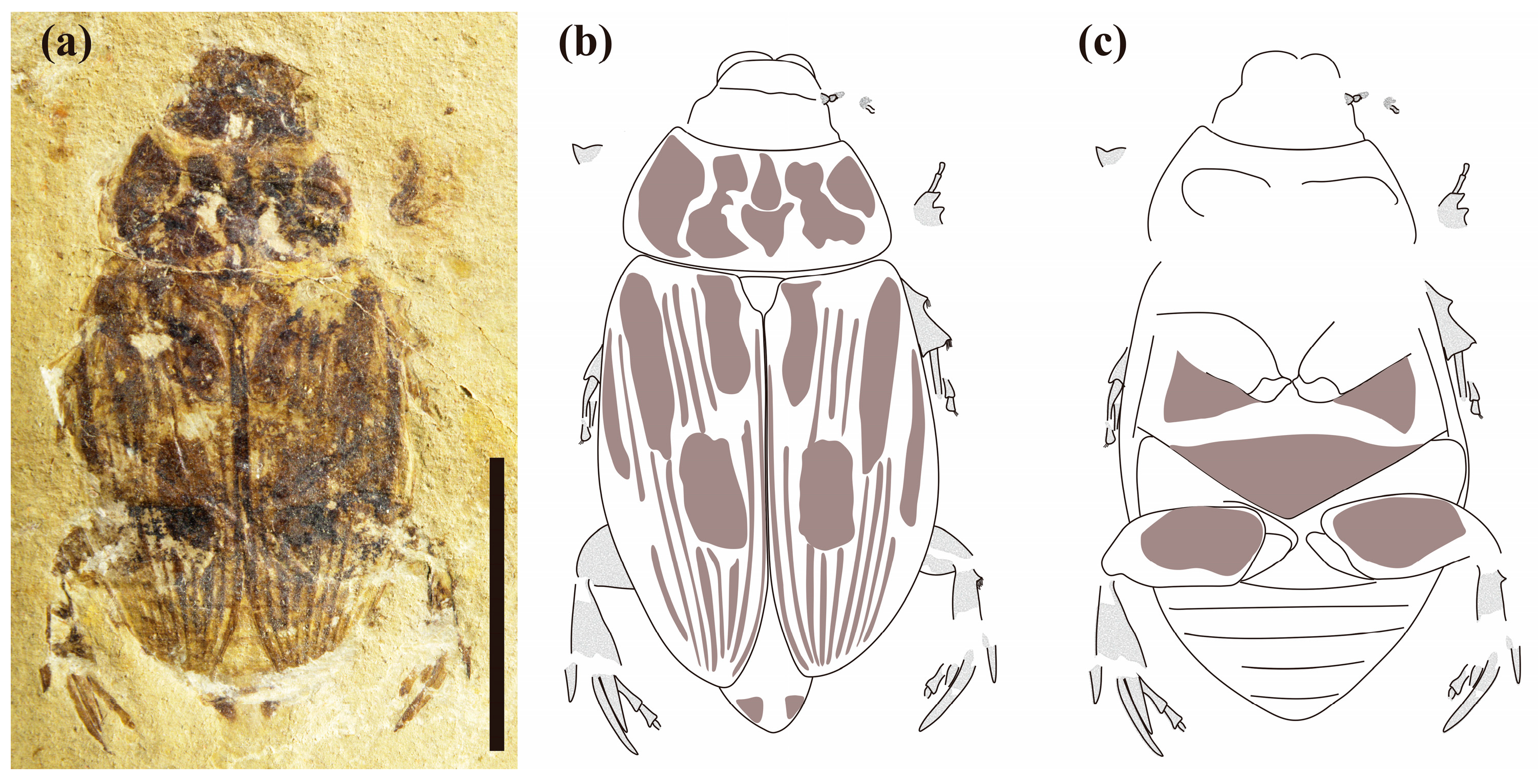 Biology 12 00237 g002