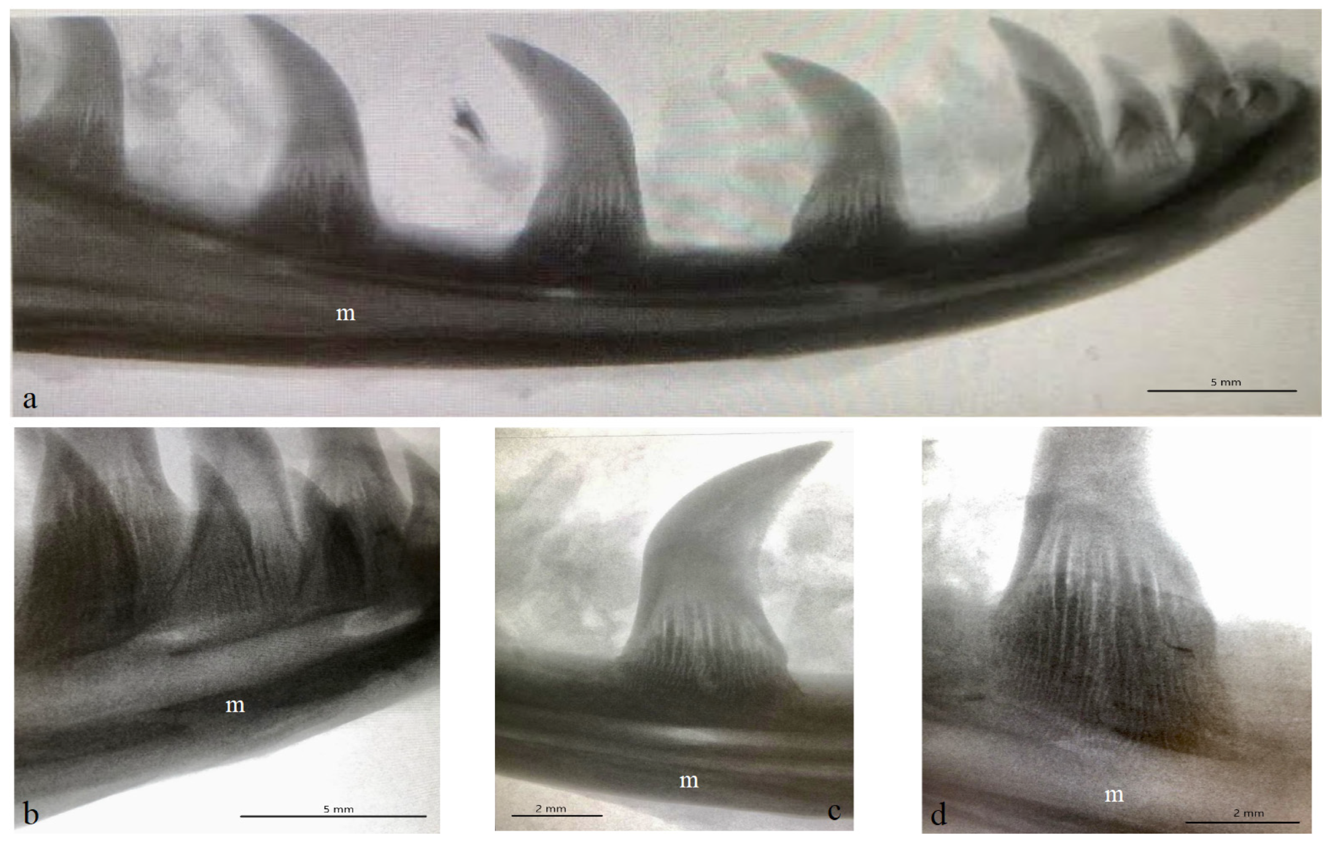 Biology 12 00247 g003 Biology 12 00247 g003