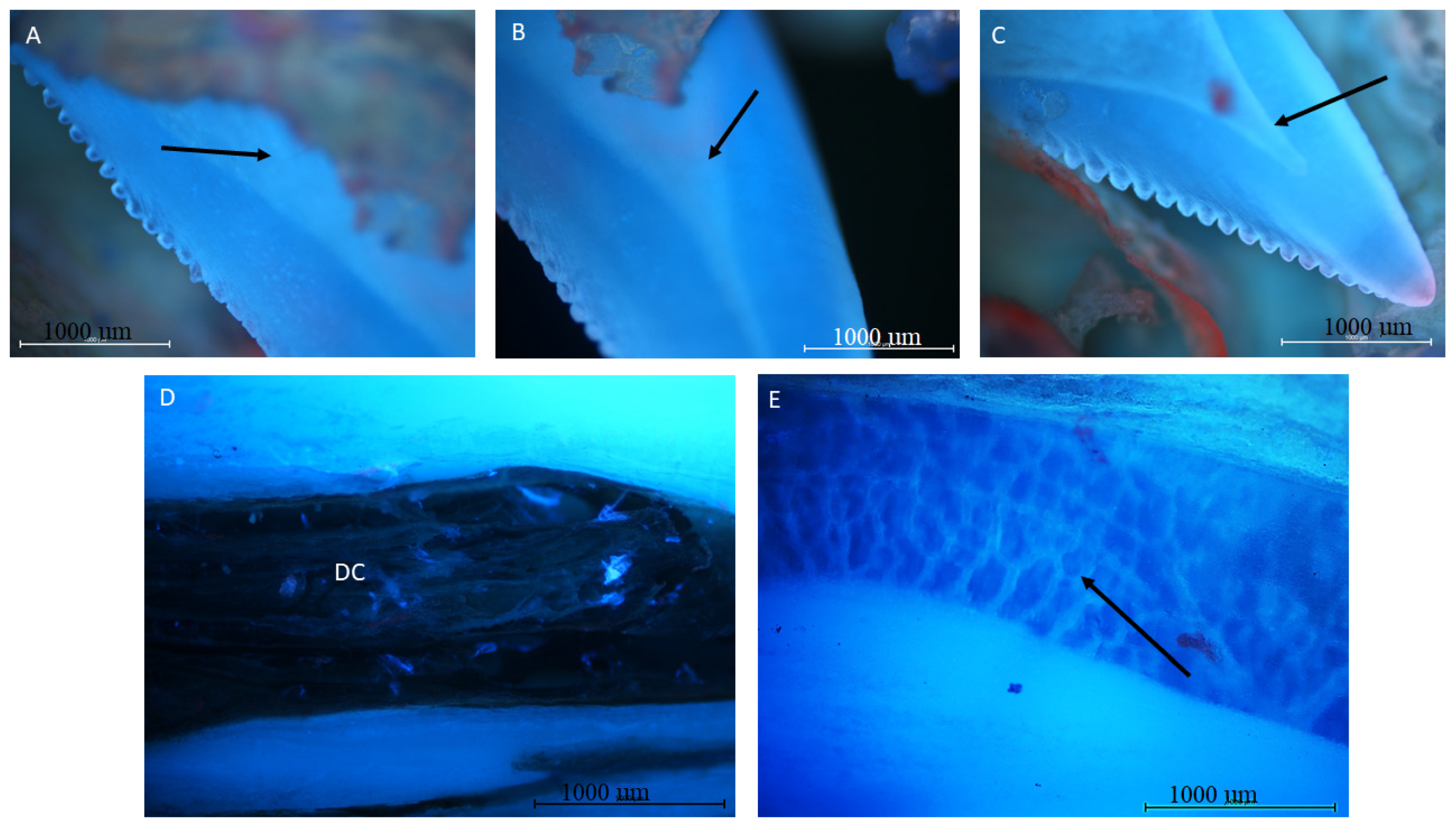 Biology 12 00247 g004 Biology 12 00247 g004