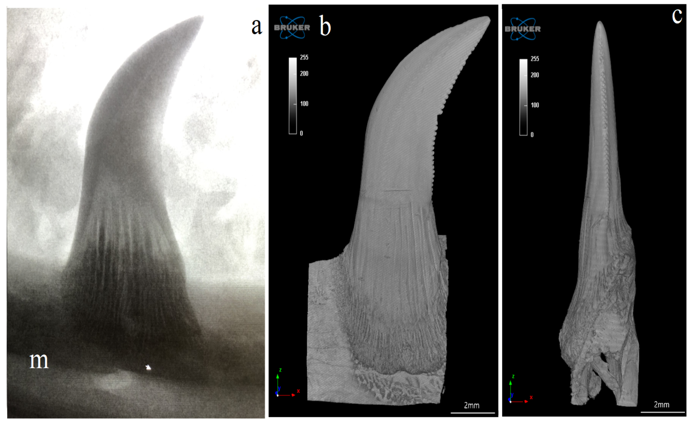 Biology 12 00247 g010 Biology 12 00247 g010