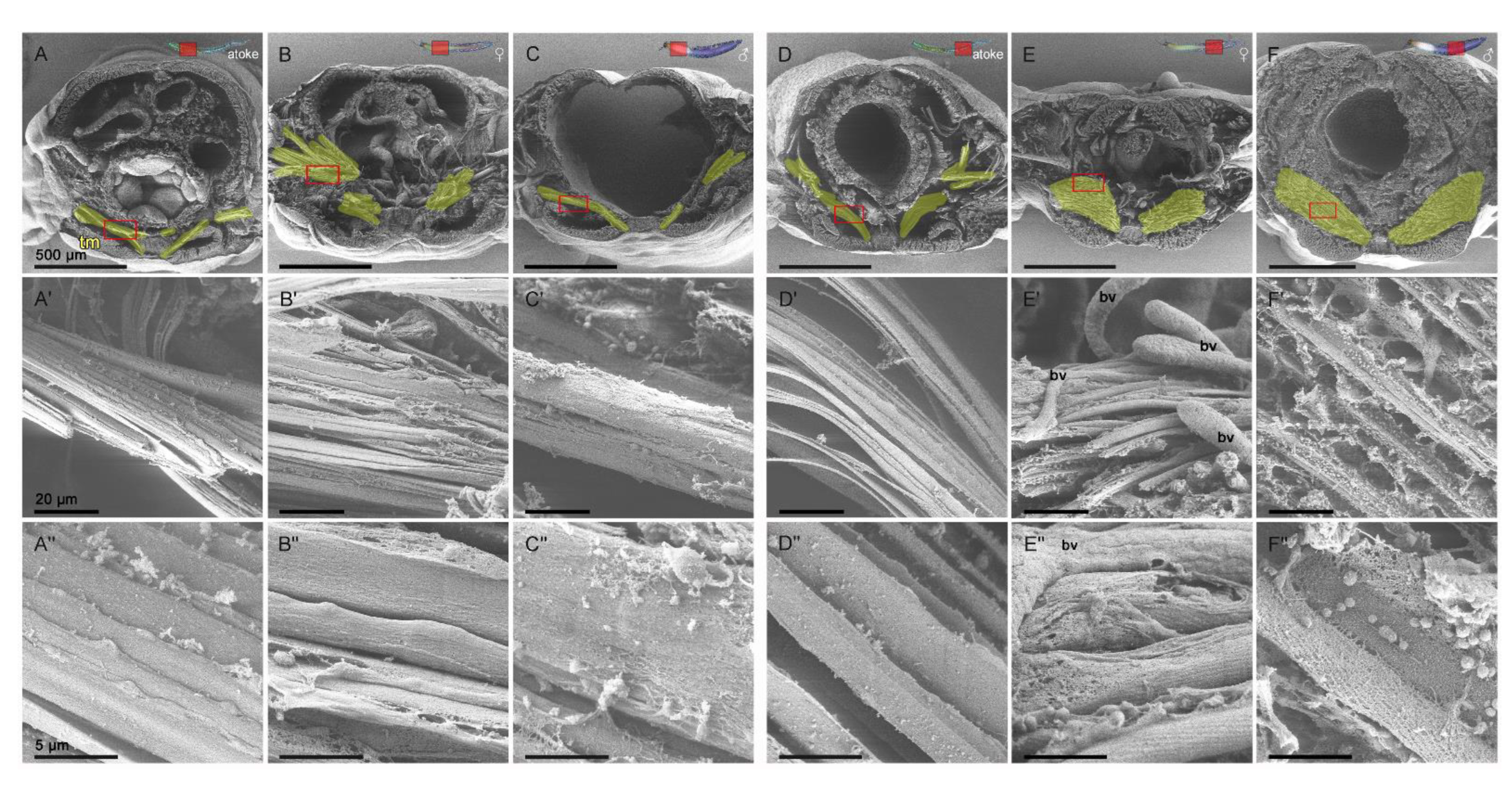 Biology 12 00254 g004 550