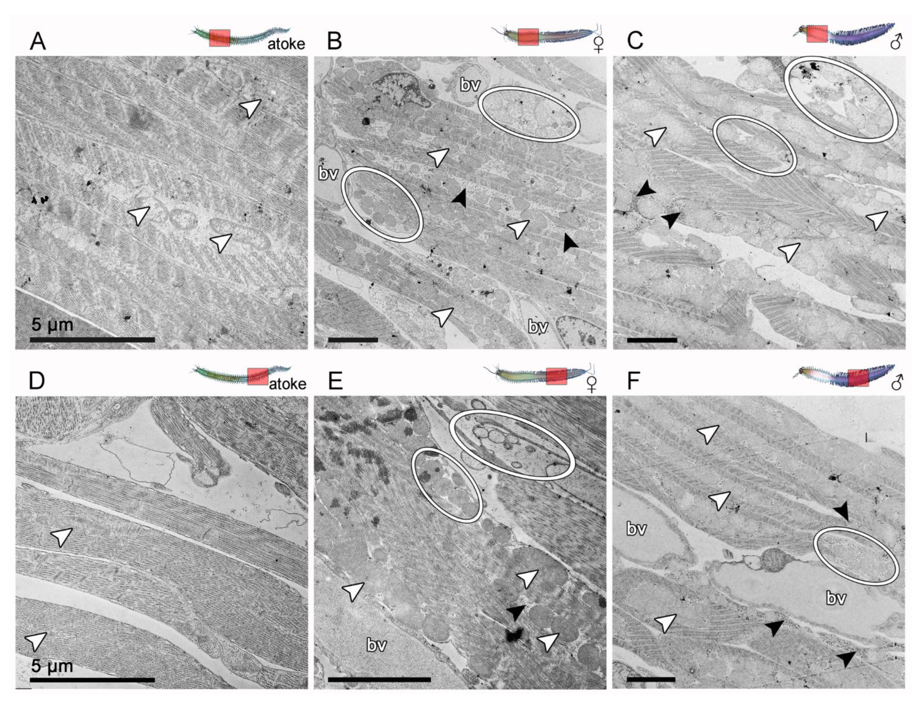 Biology 12 00254 g005 550