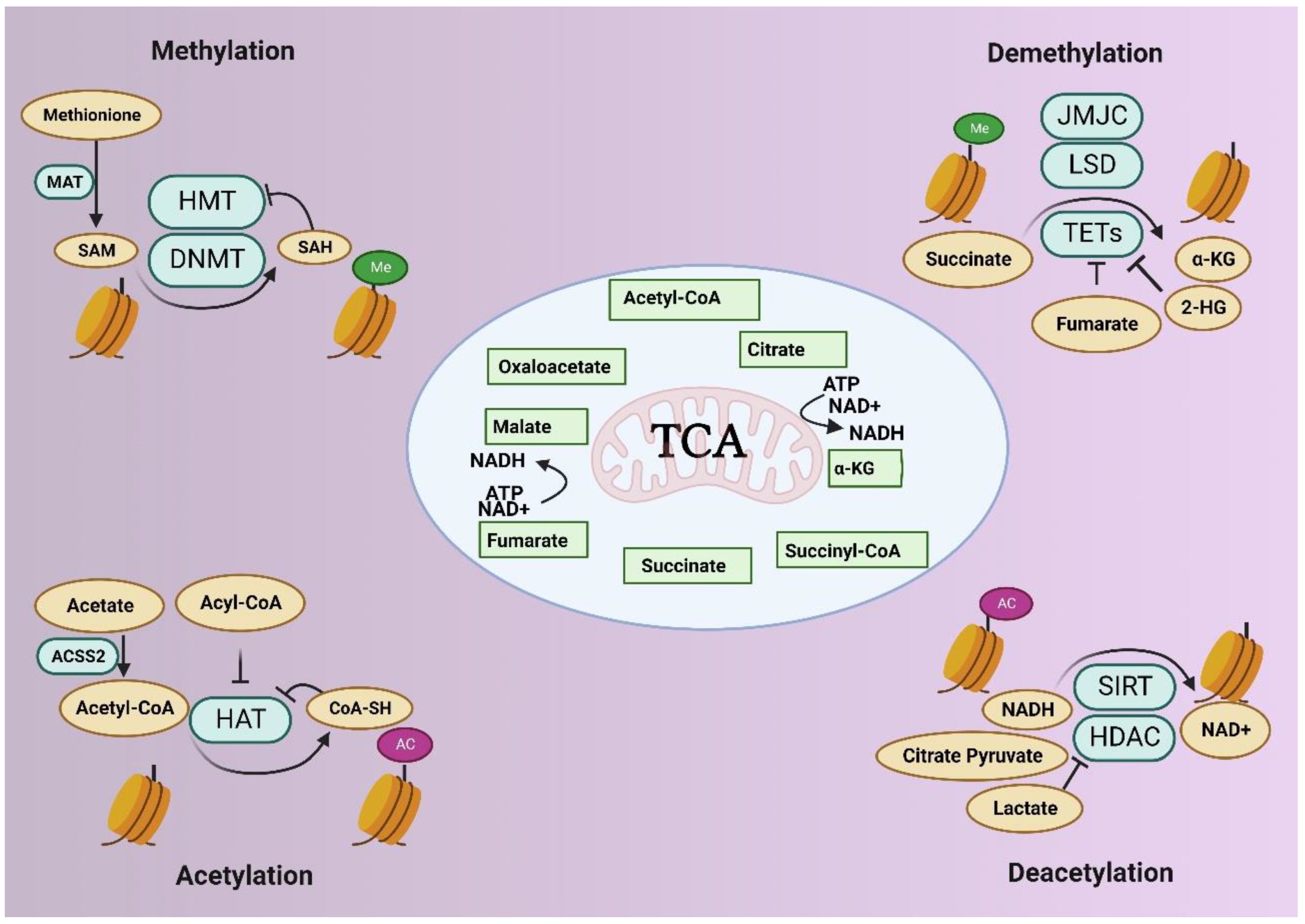 Biology 12 00256 g005 Biology 12 00256 g005