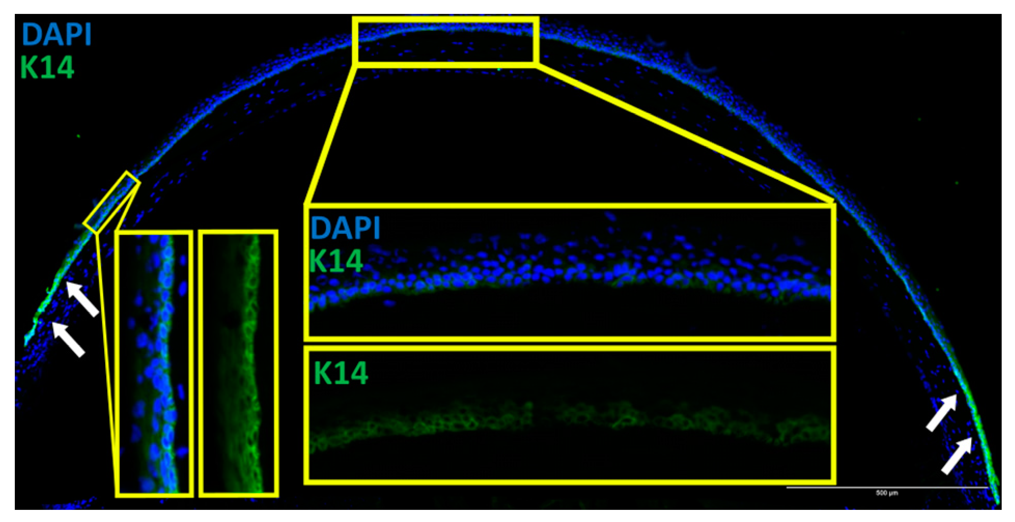 Biology 12 00265 g005 Biology 12 00265 g005