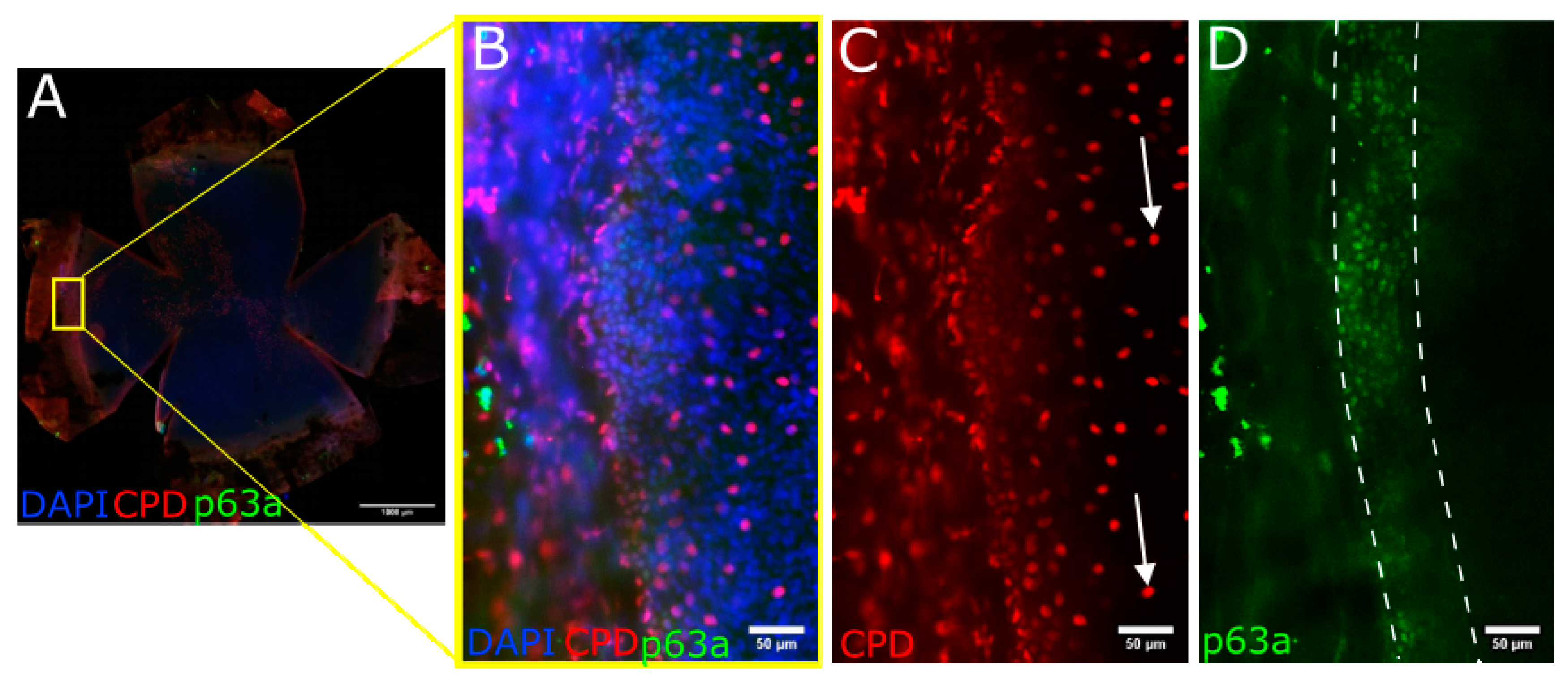 Biology 12 00265 g007 Biology 12 00265 g007
