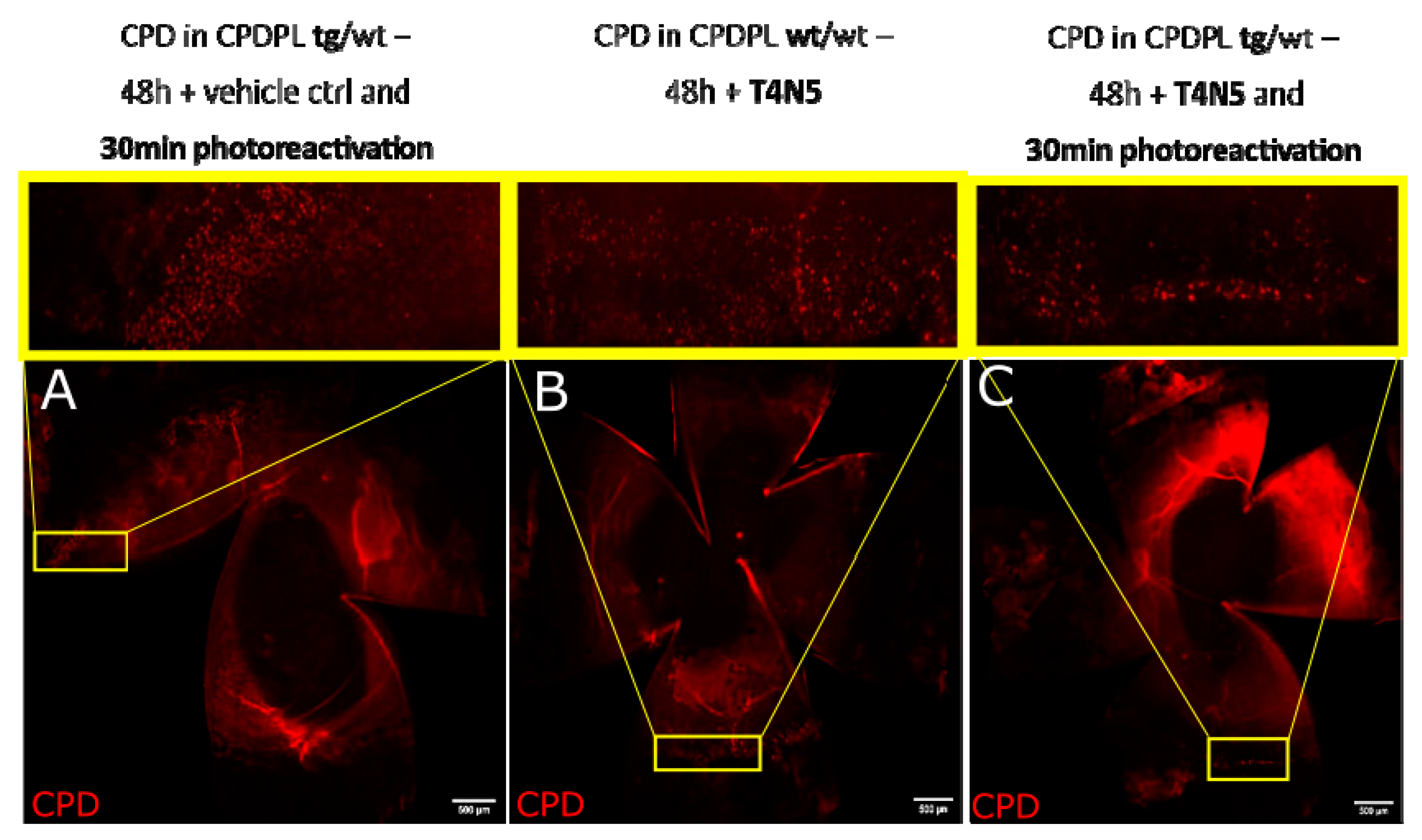Biology 12 00265 g009 Biology 12 00265 g009