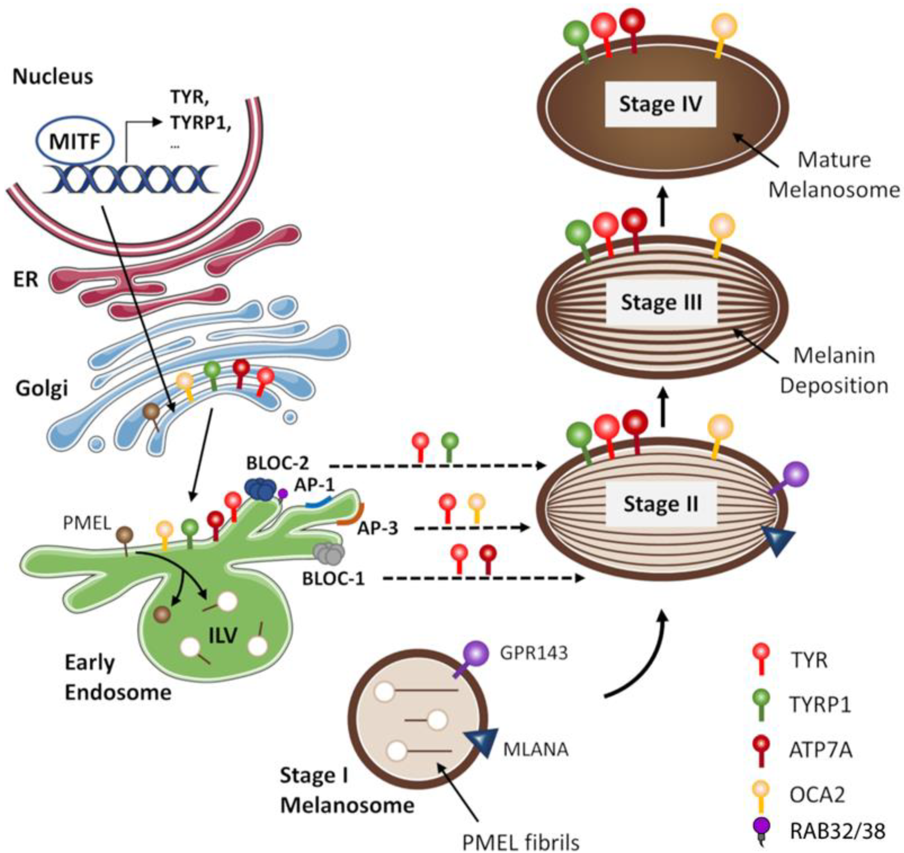 Biology 12 00290 g003 Biology 12 00290 g003