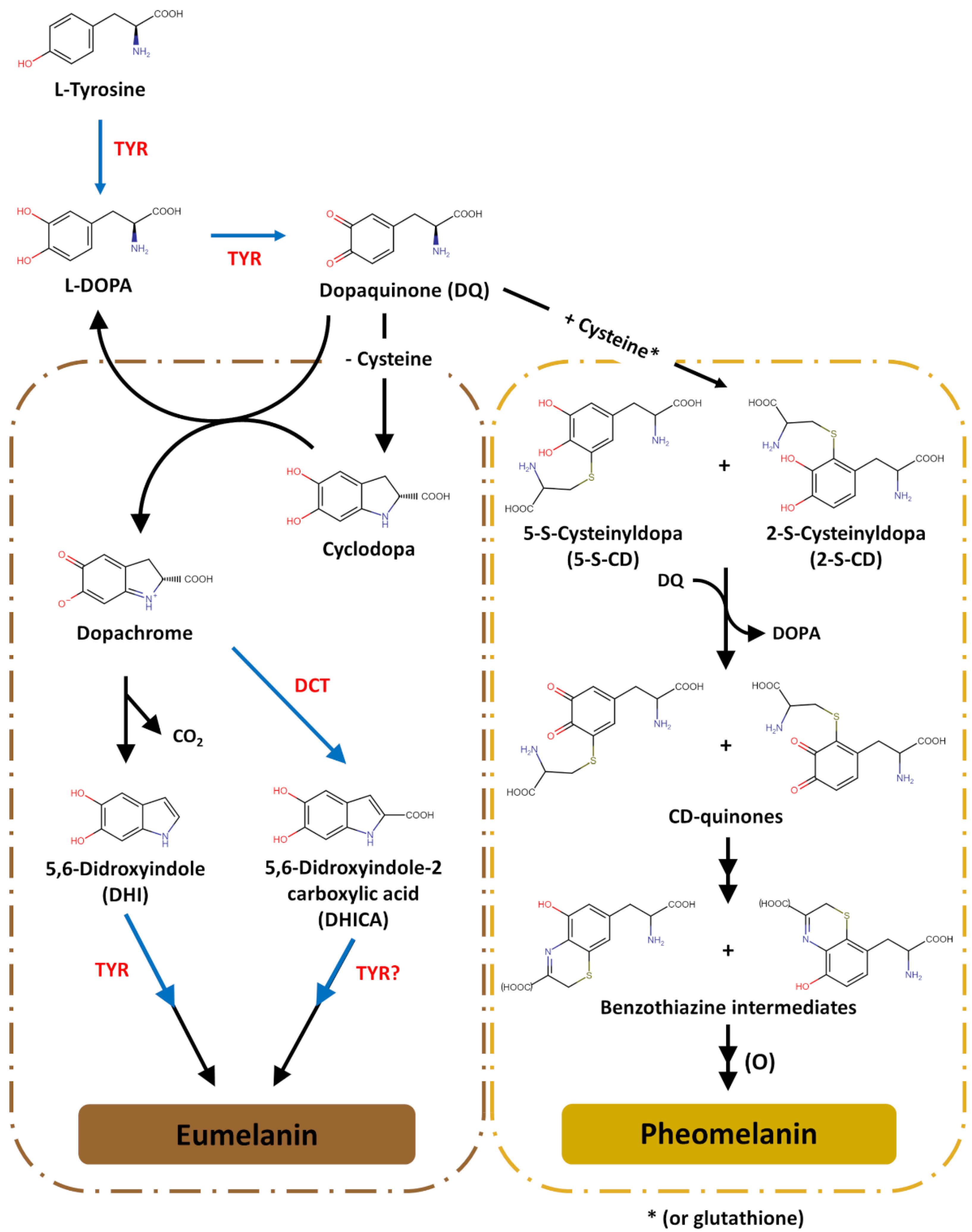 A Comprehensive Review of Mammalian Pigmentation Paving the Way for Innovative Hair Colour Changing Cosmetics