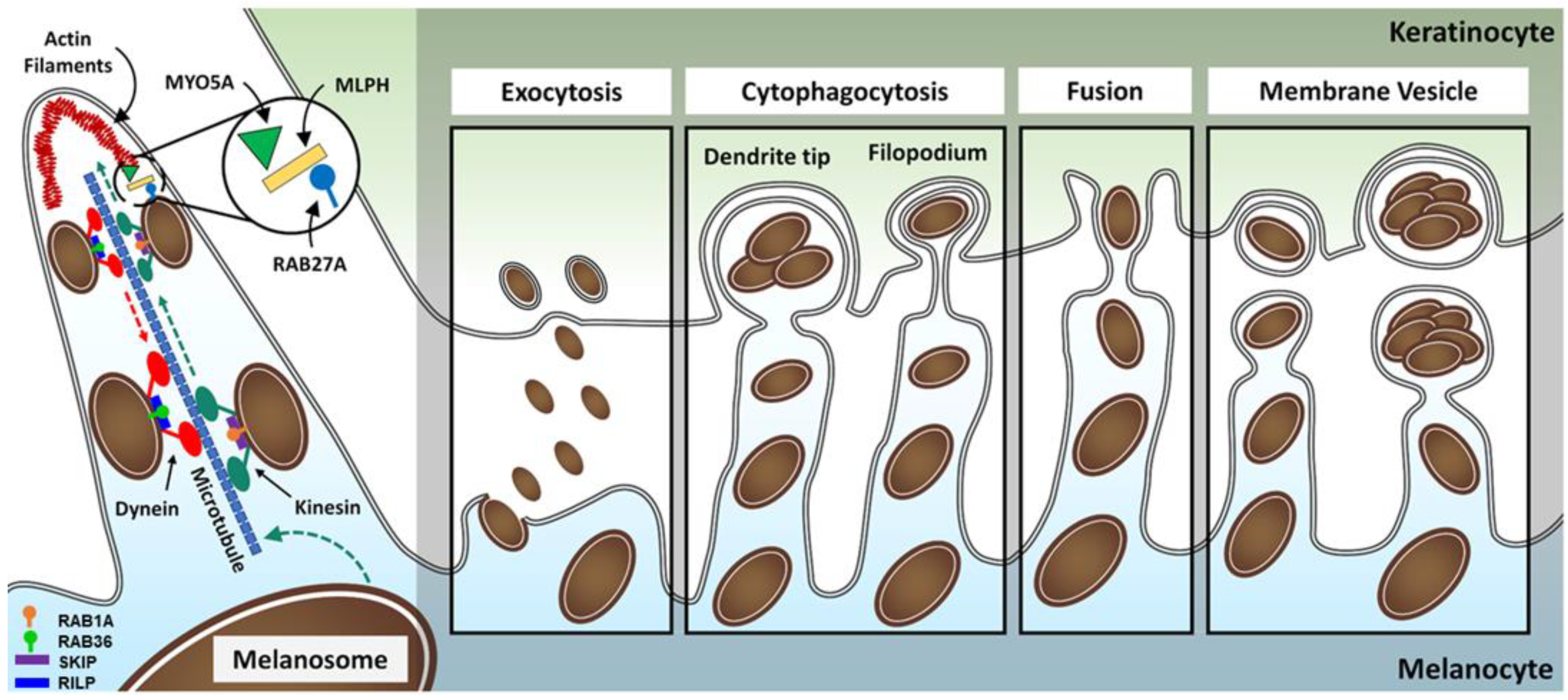 Biology 12 00290 g007 Biology 12 00290 g007
