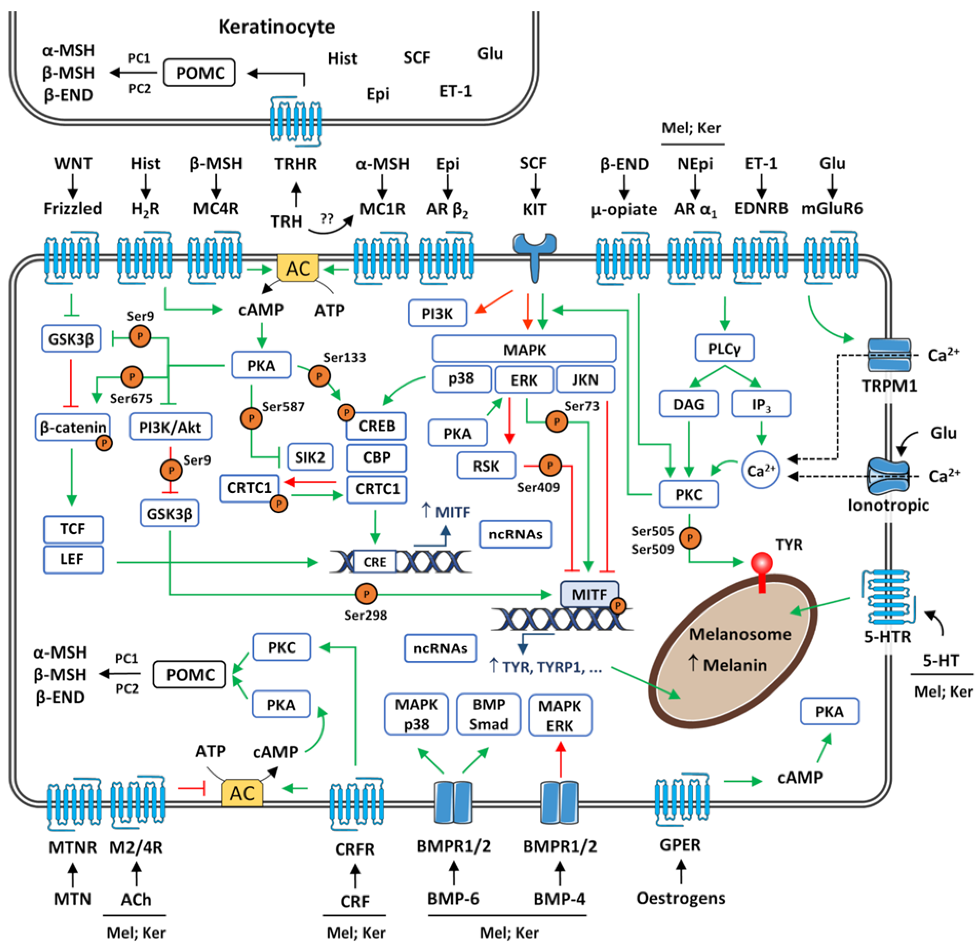 Biology 12 00290 g008 Biology 12 00290 g008