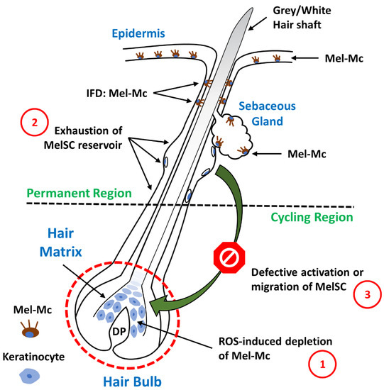 Biology | Free Full-Text | A Comprehensive Review of Mammalian Pigmentation: Paving the Way for Innovative Hair Colour-Changing Cosmetics Biology | Free Full-Text | A Comprehensive Review of Mammalian Pigmentation: Paving the Way for Innovative Hair Colour-Changing Cosmetics