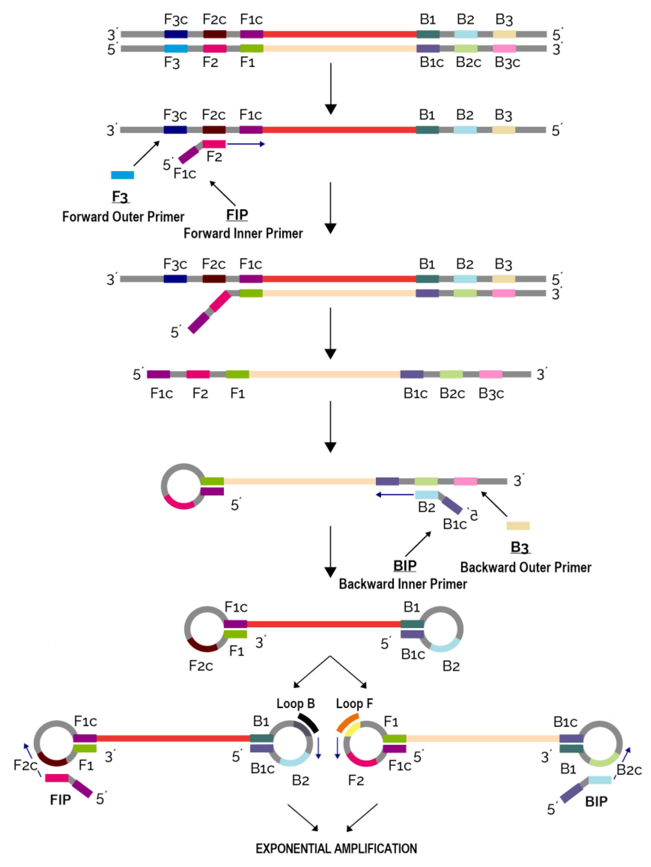 Biology 12 00299 g002