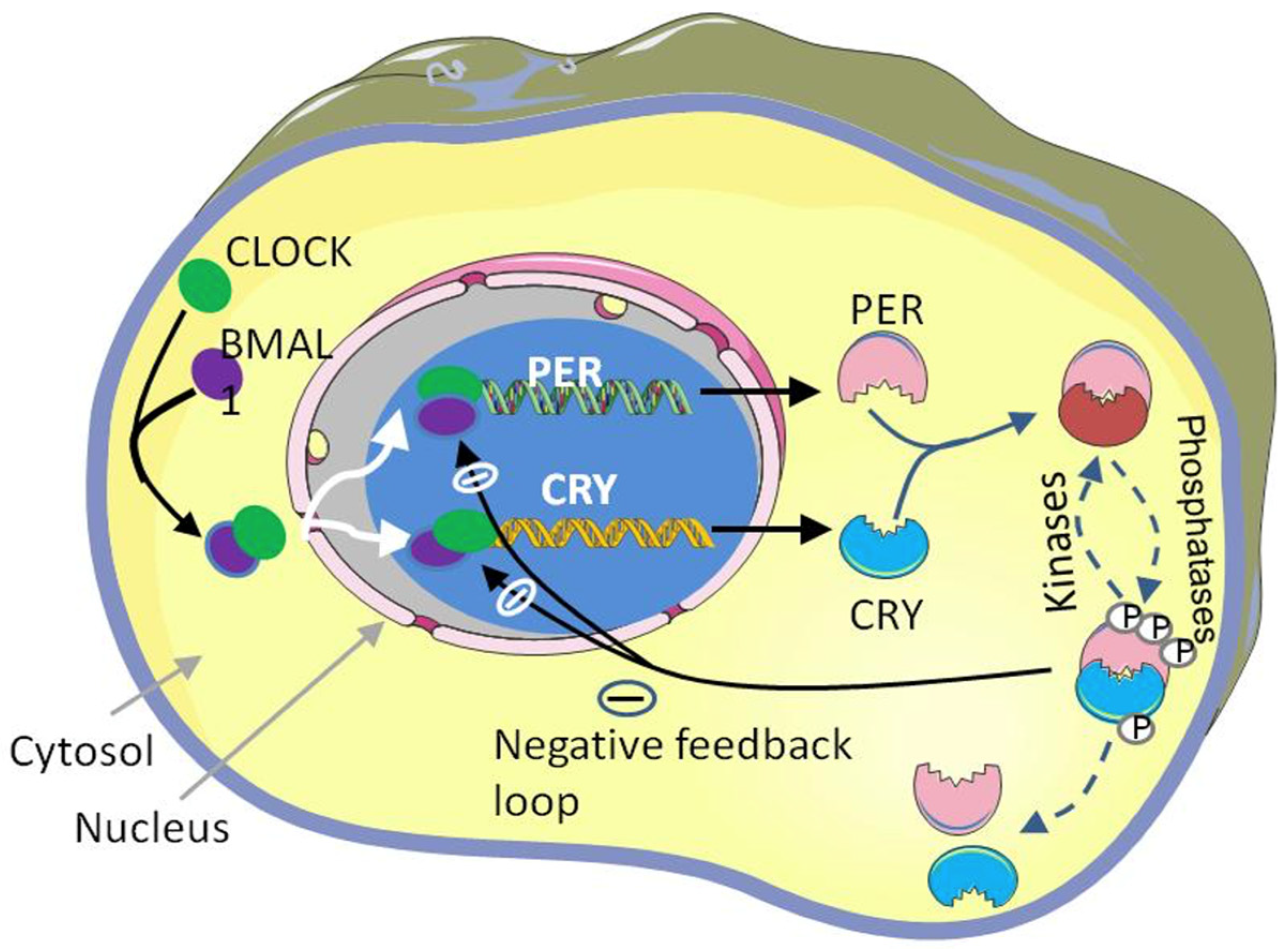 Biology 12 00301 g002