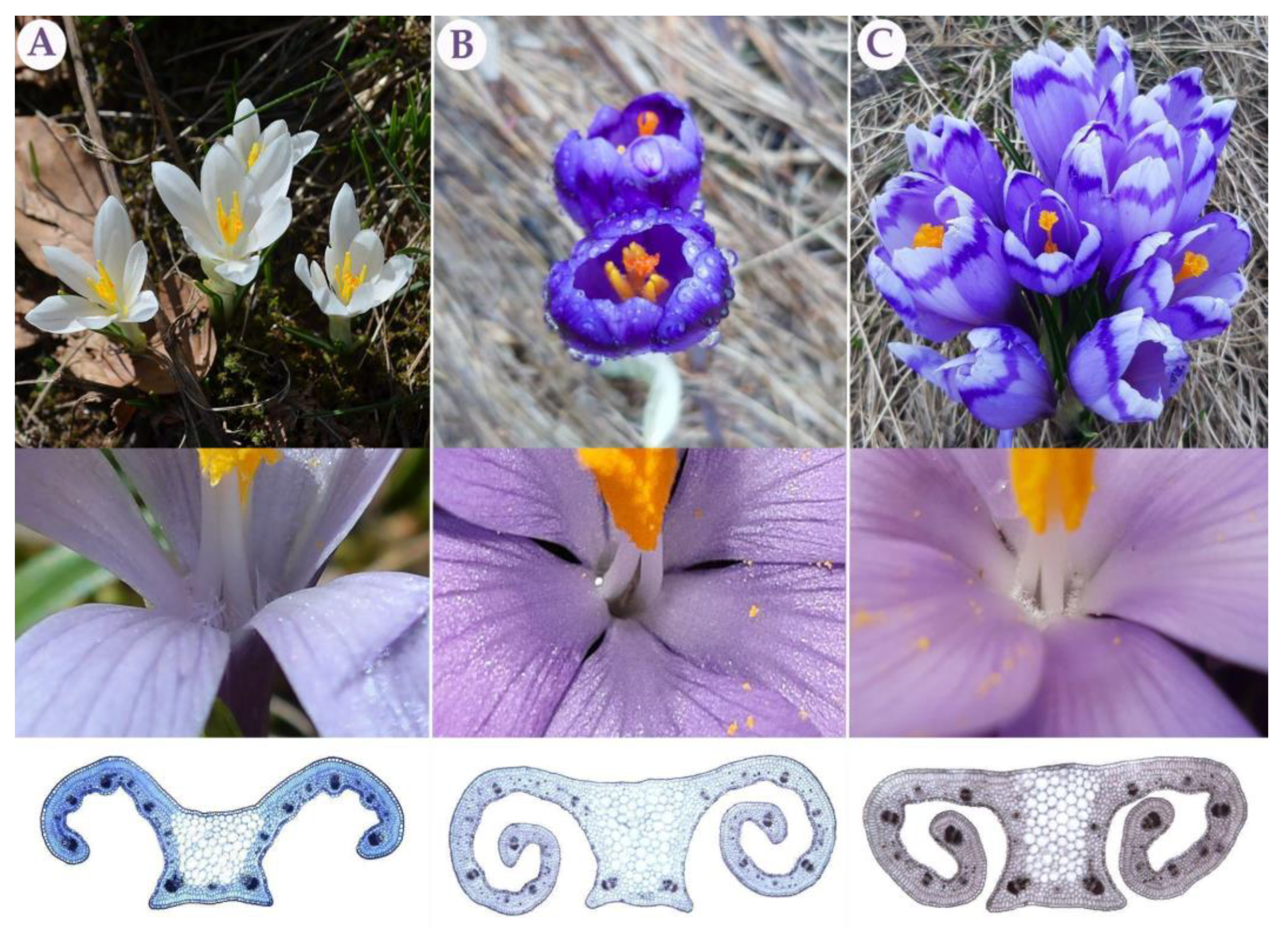 Biology 12 00303 g007 Biology 12 00303 g007