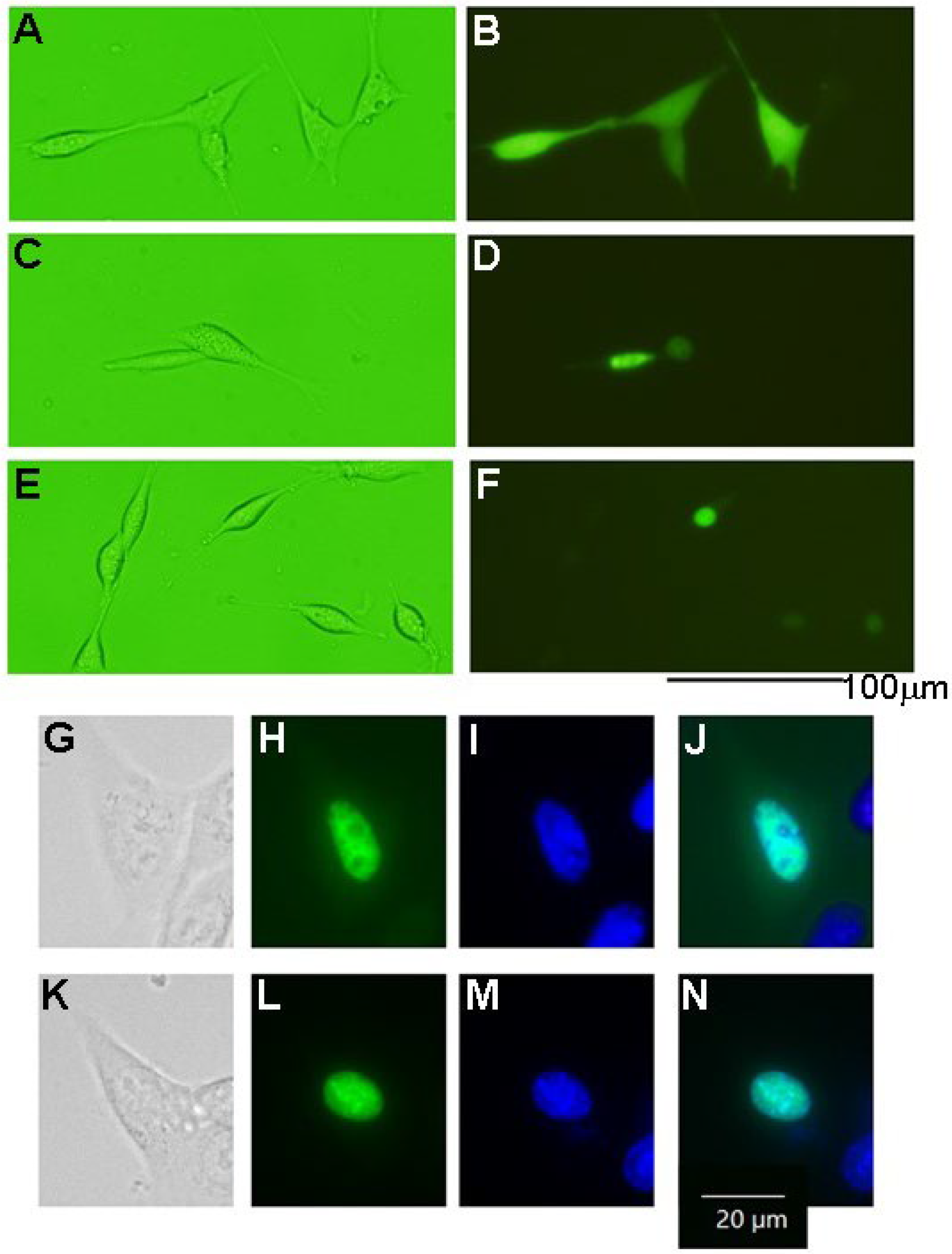 Biology 12 00320 g005